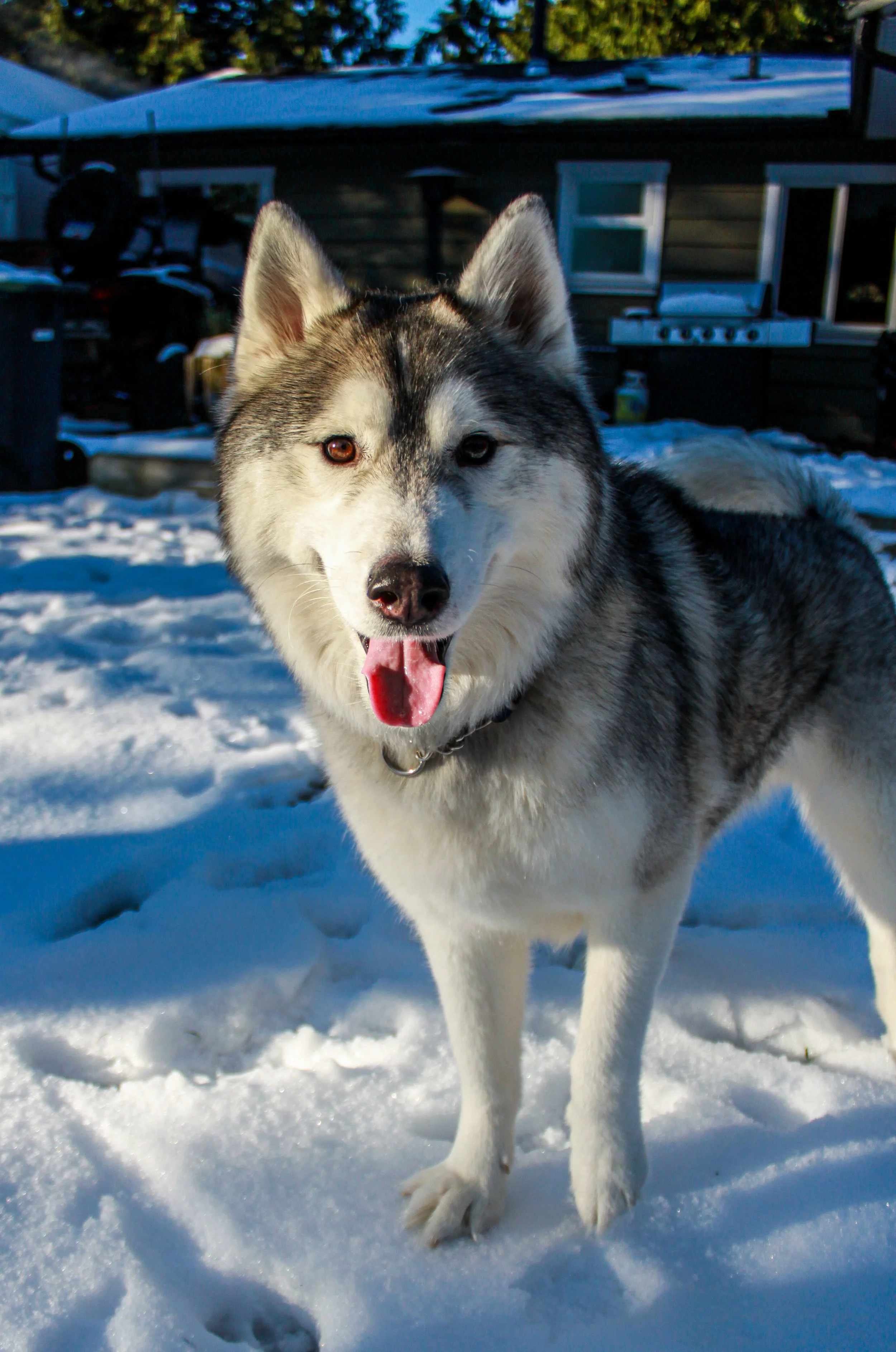 Oakley, resident shop dog at Oakhaven Properties