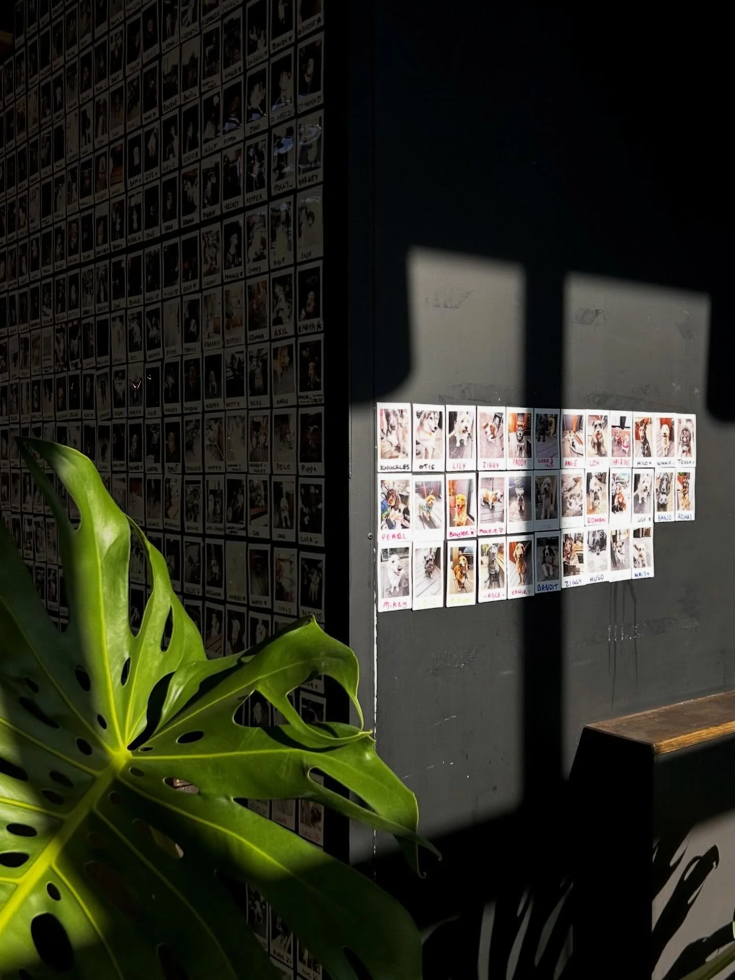 Officially at 680 Polaroids of our favourite visitors - on the way up to 700! Feels like only yesterday we hit 600 🥹 thank you to everyone for continuing to bring their dogs in for our pup cups and other treats. We&rsquo;ve got a little something wa
