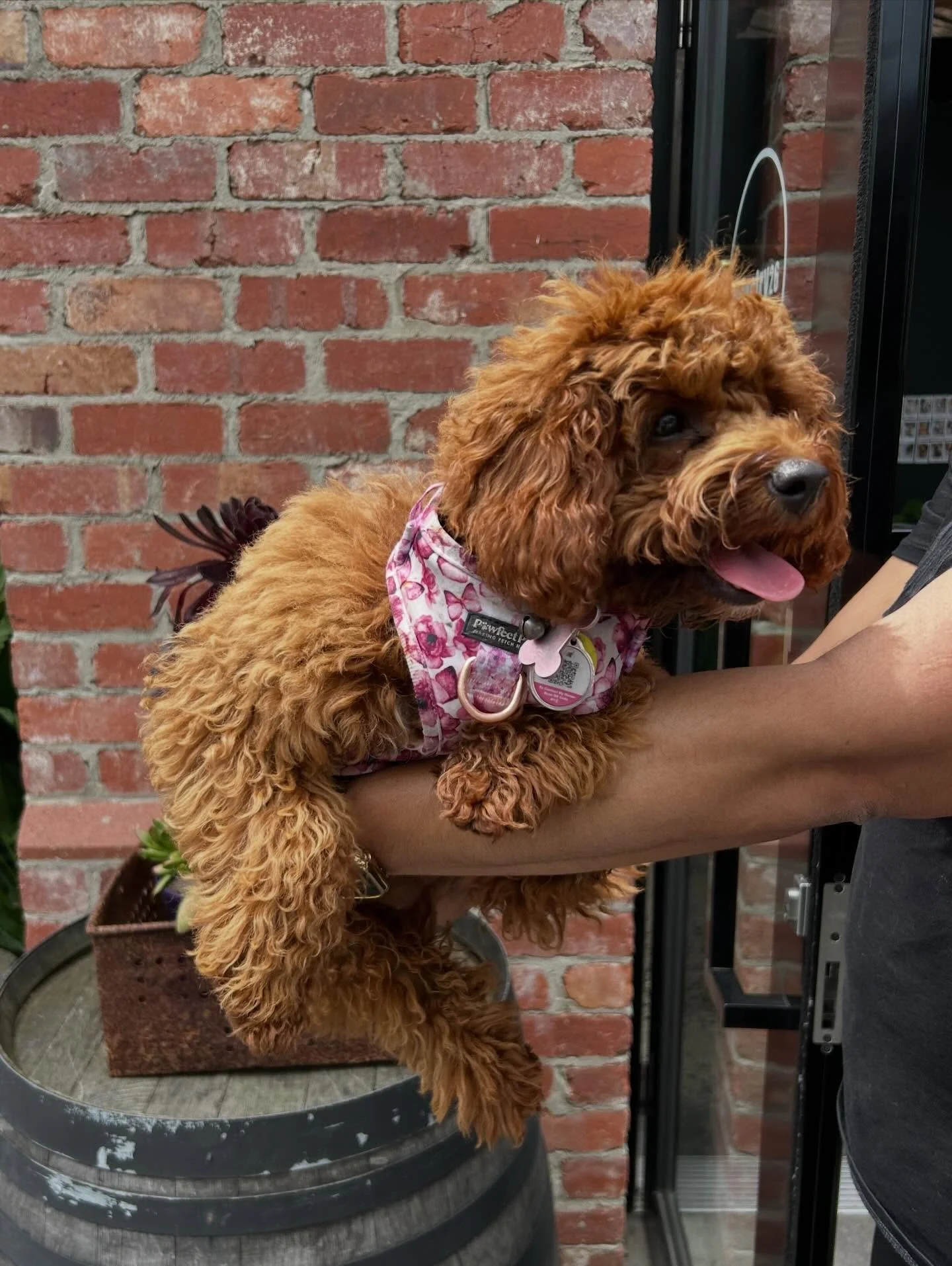 some cute furry faces (and one sleepy puppy) who have made their first appearances with us this weekend, bringing our dog wall up to a count of 693 dogs! 7 more to go, and we have something sweet waiting for our 700th visitor 🤍🐶🐾 

#cafeonpako #pa