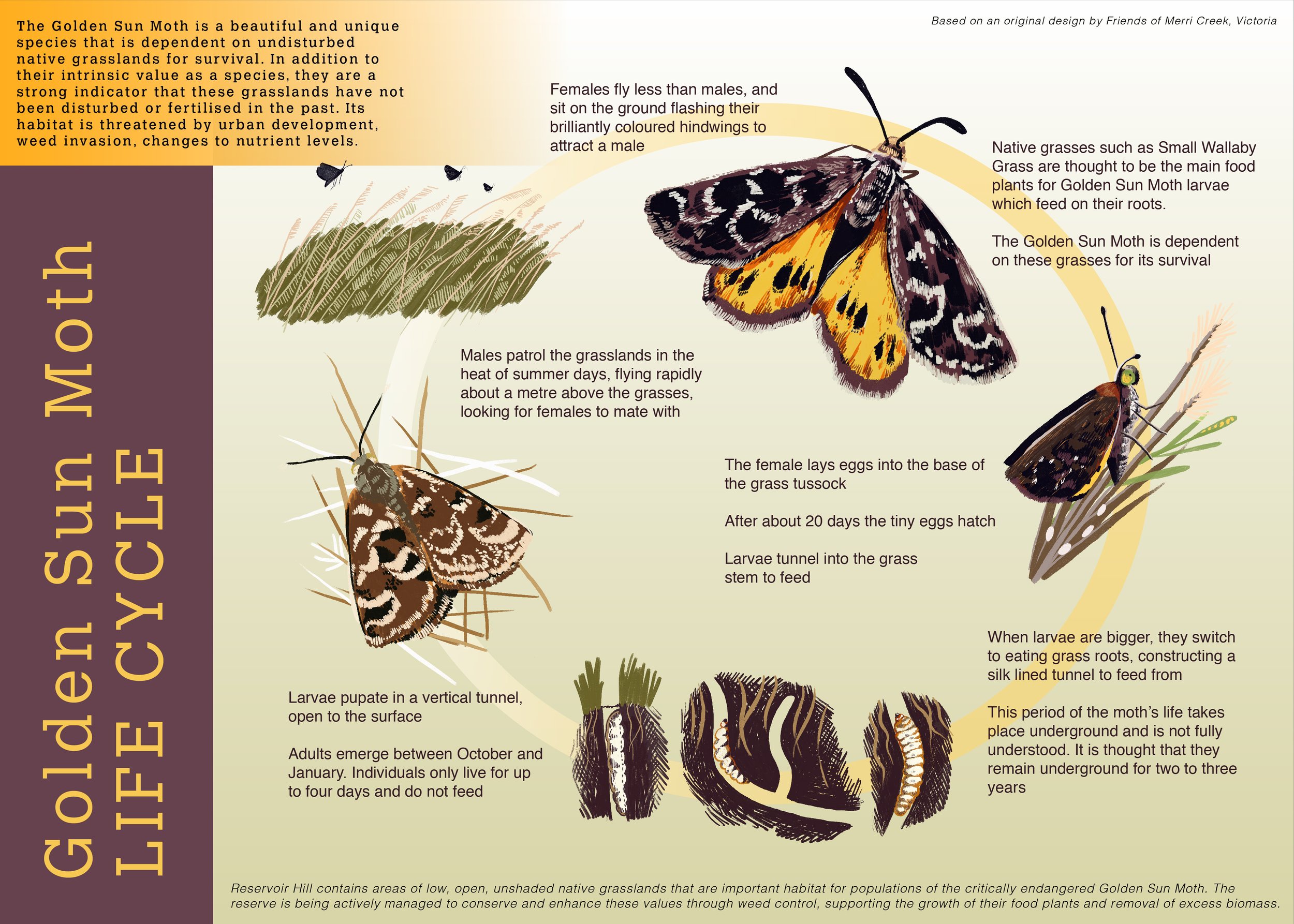 GOLDEN SUN MOTH ARTWORK_update_v1-01.jpg