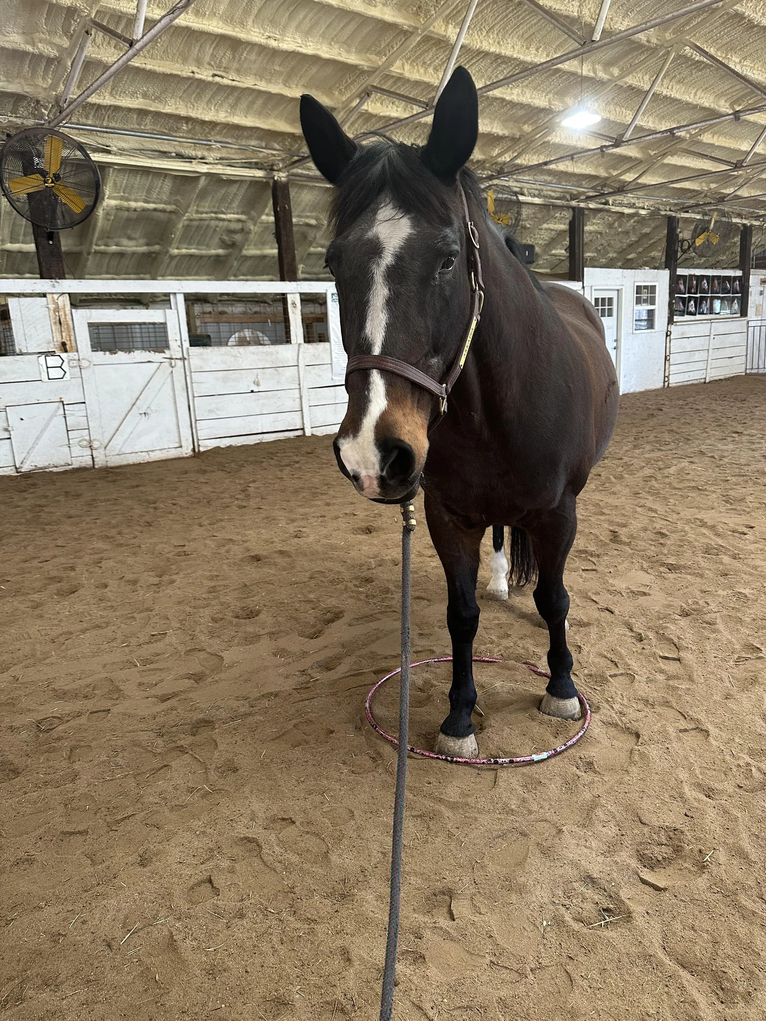 Katie — Northland Therapeutic Riding Center