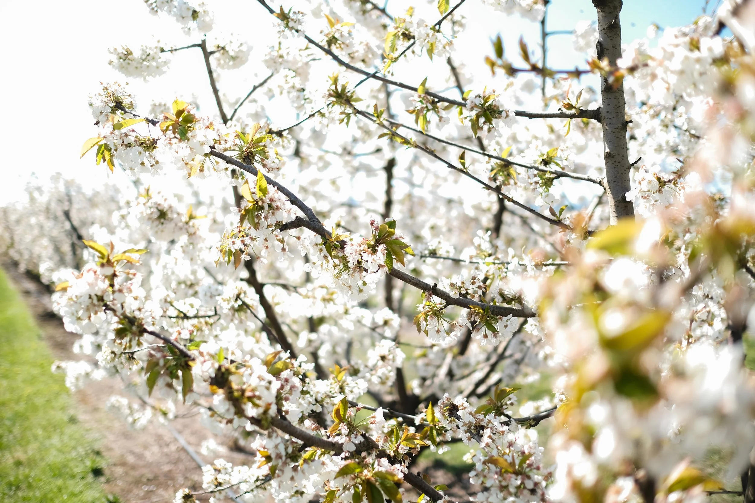 Cherry Hill Sakuras-20.jpg