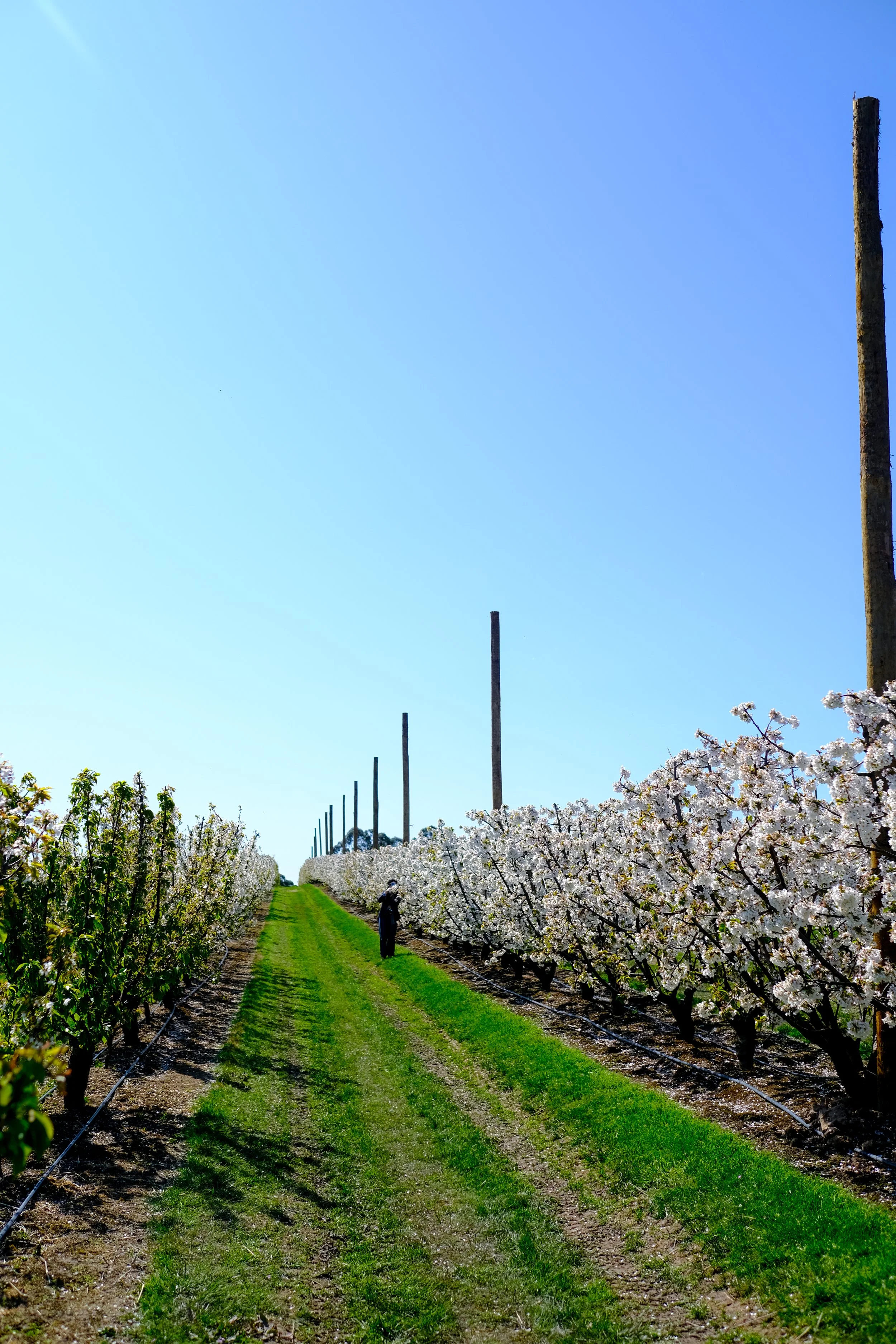 Cherry Hill Sakuras-37.jpg