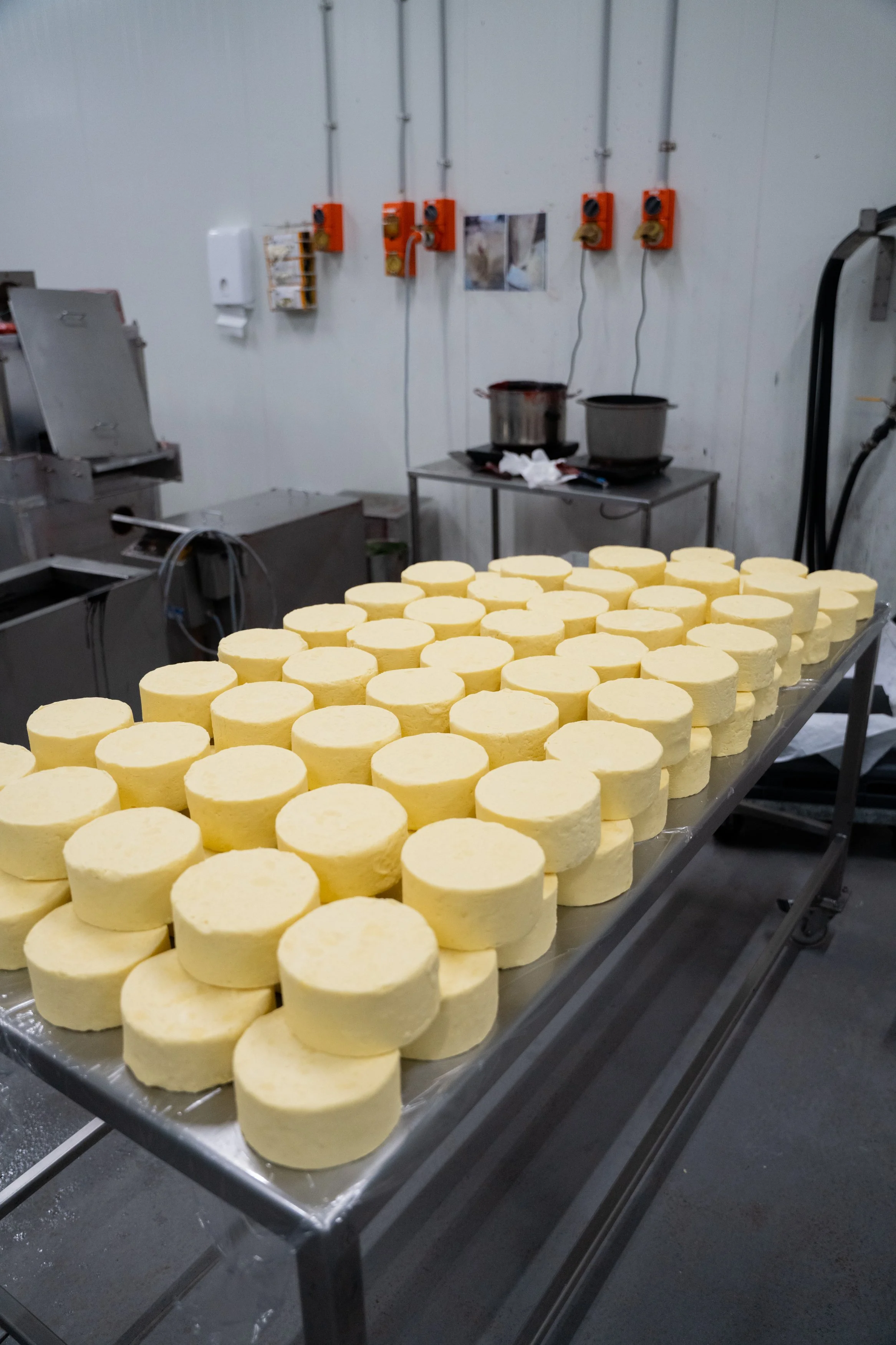 Maffra Cheese co-67.jpg