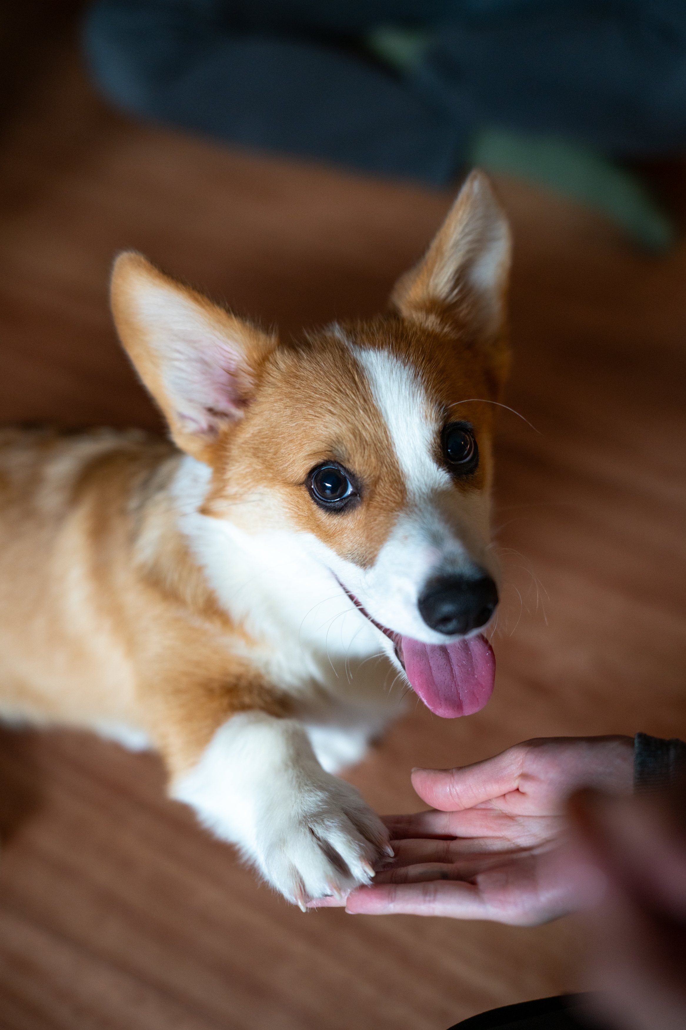Coffee the Corgi