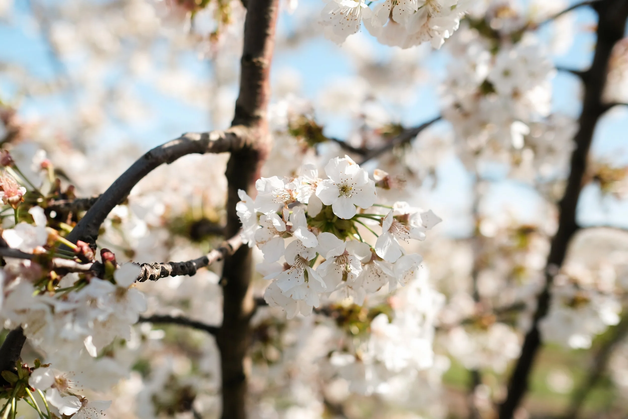 Cherry Hill Sakuras-55.jpg