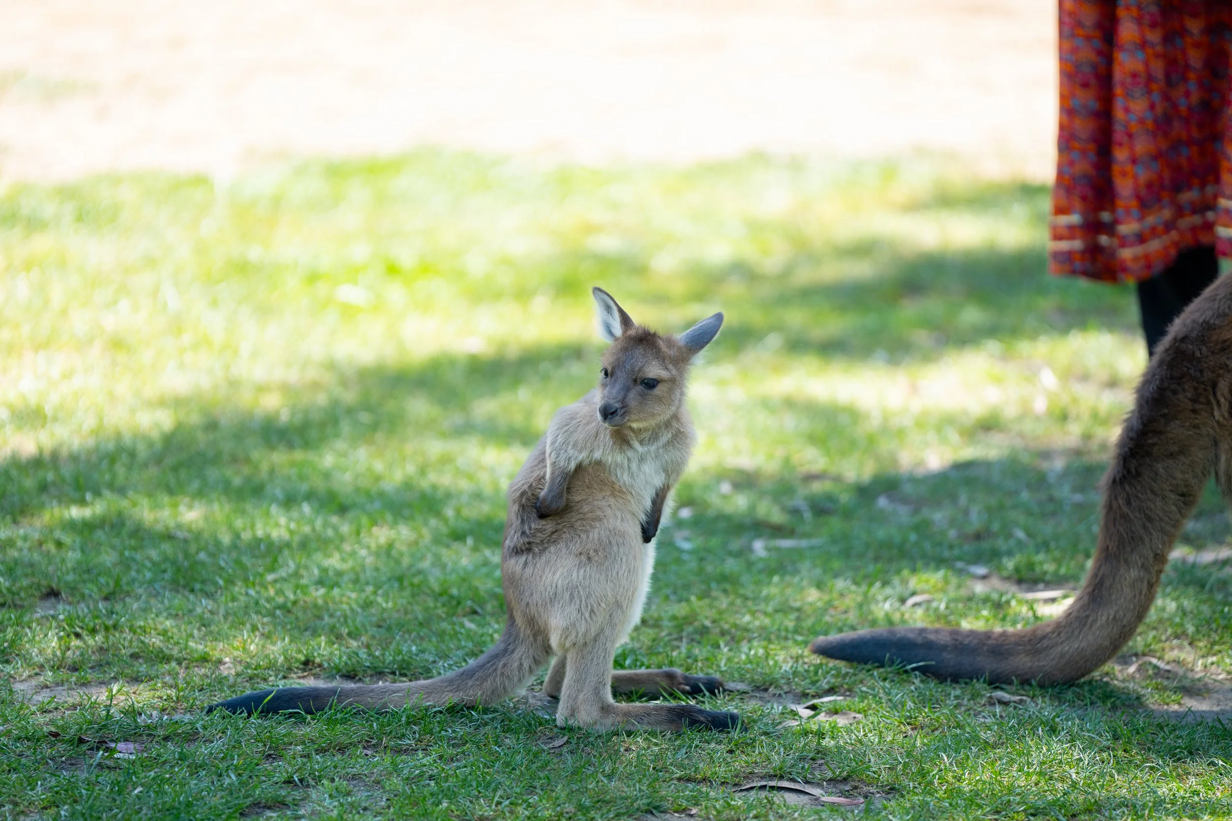 Grampians 2024-20.jpg
