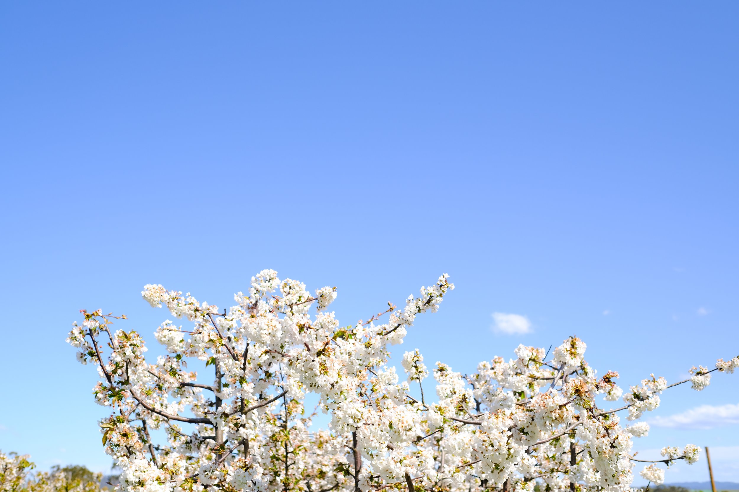 Cherry Hill Sakuras-67.jpg