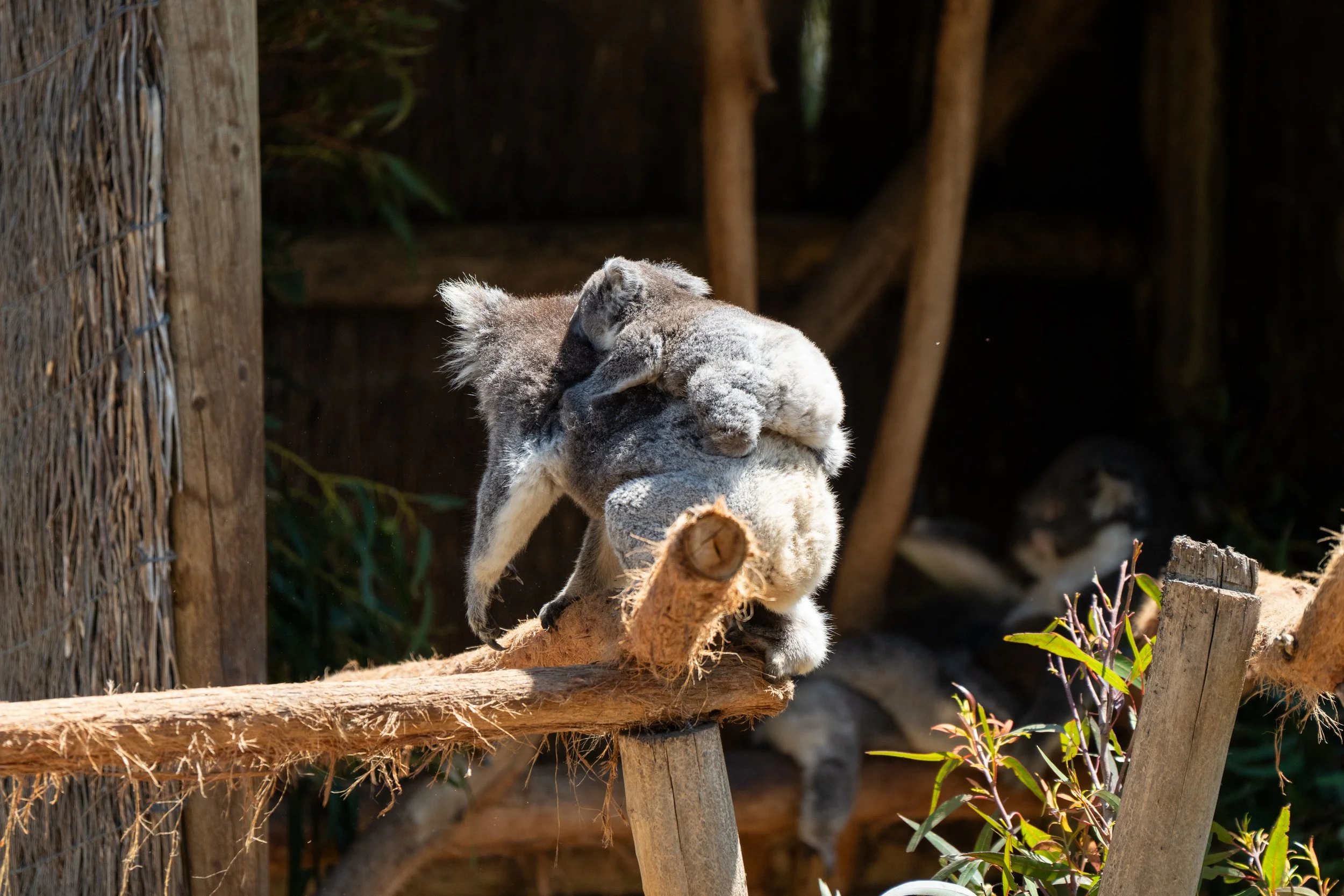 Grampians 2024-10.jpg