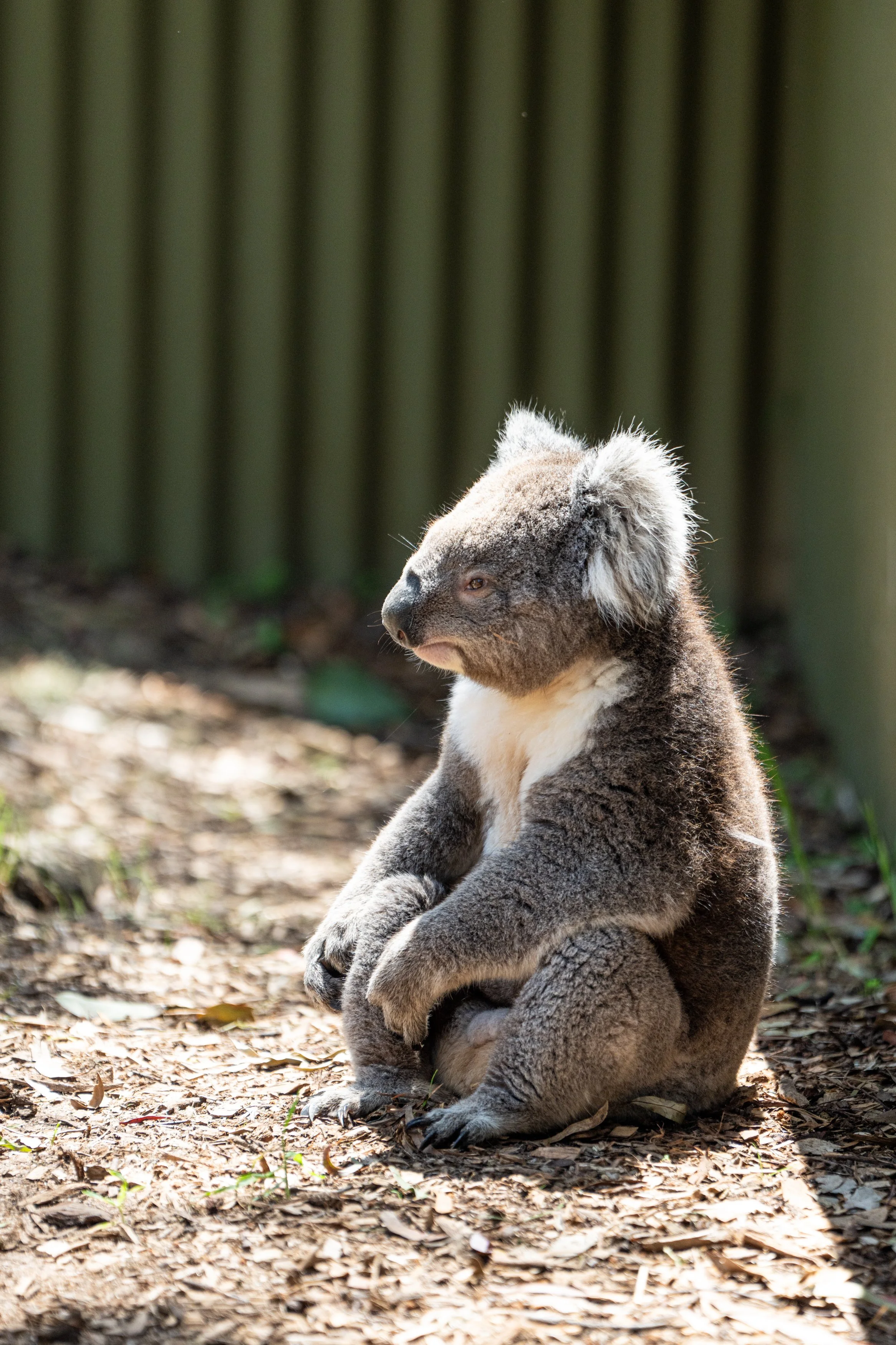Grampians 2024-12.jpg