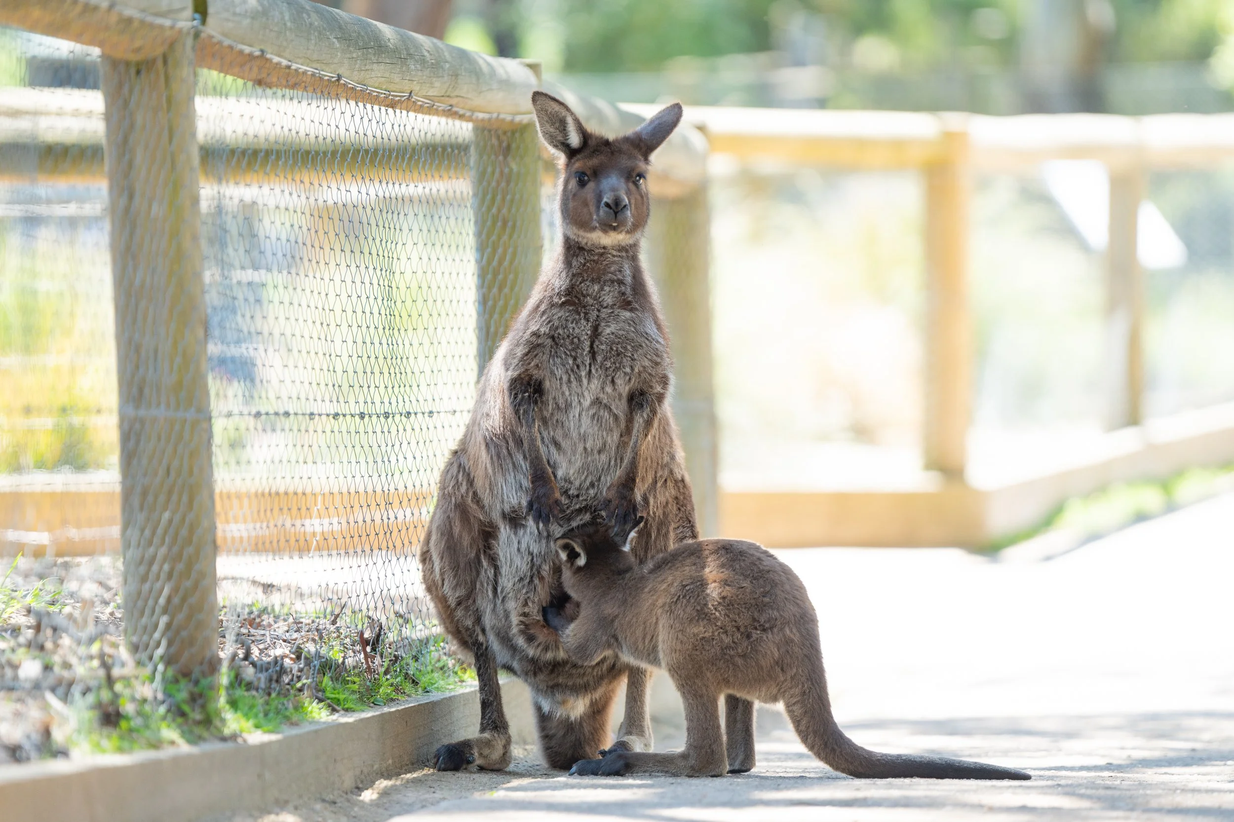 Grampians 2024-11.jpg