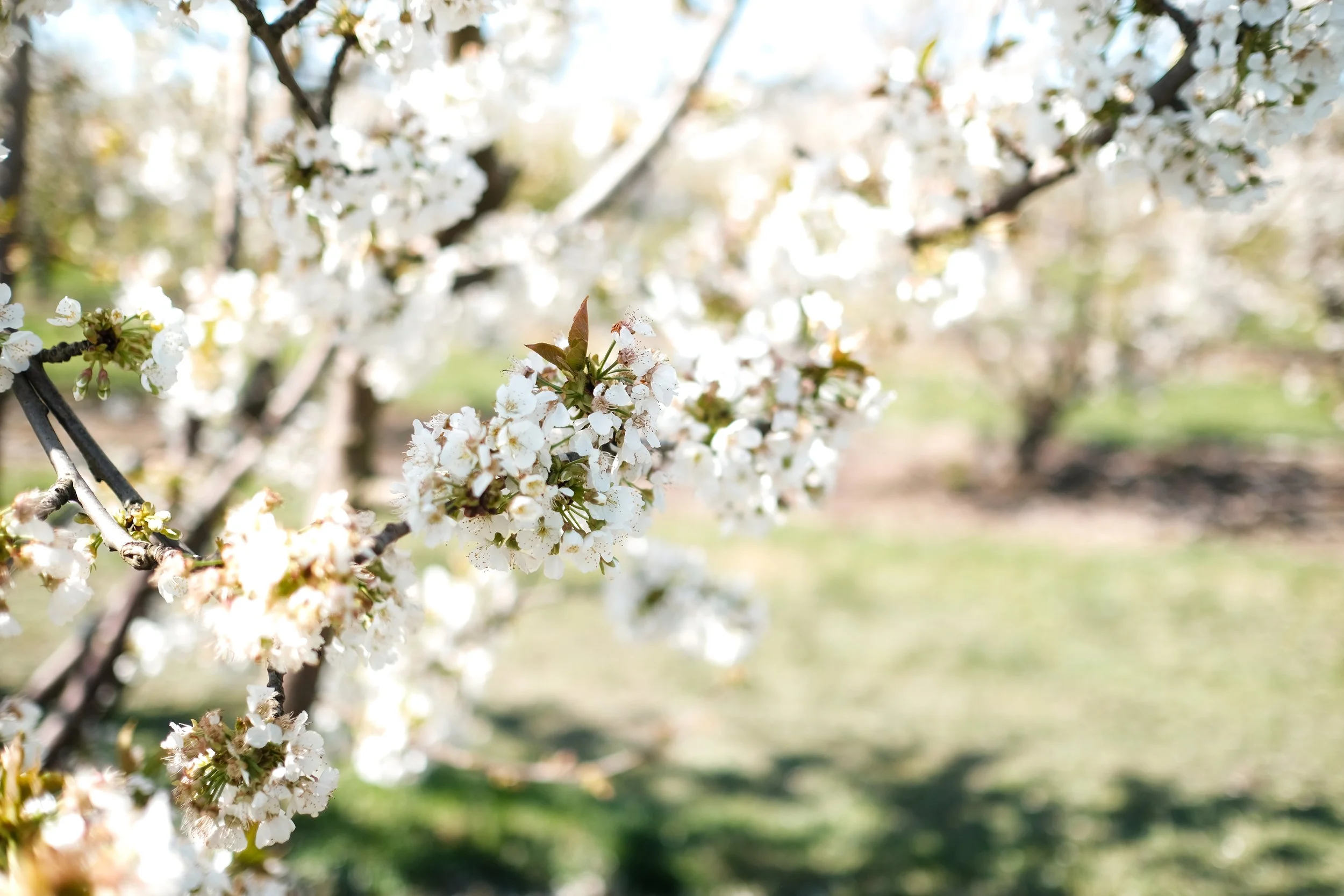 Cherry Hill Sakuras-19.jpg