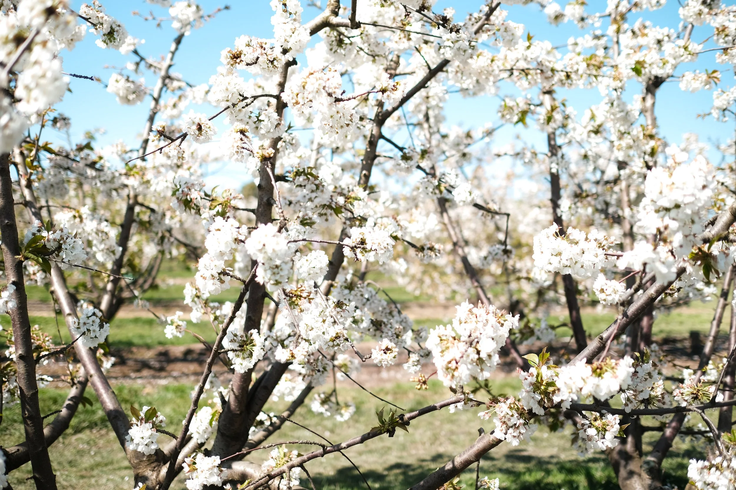 Cherry Hill Sakuras-24.jpg