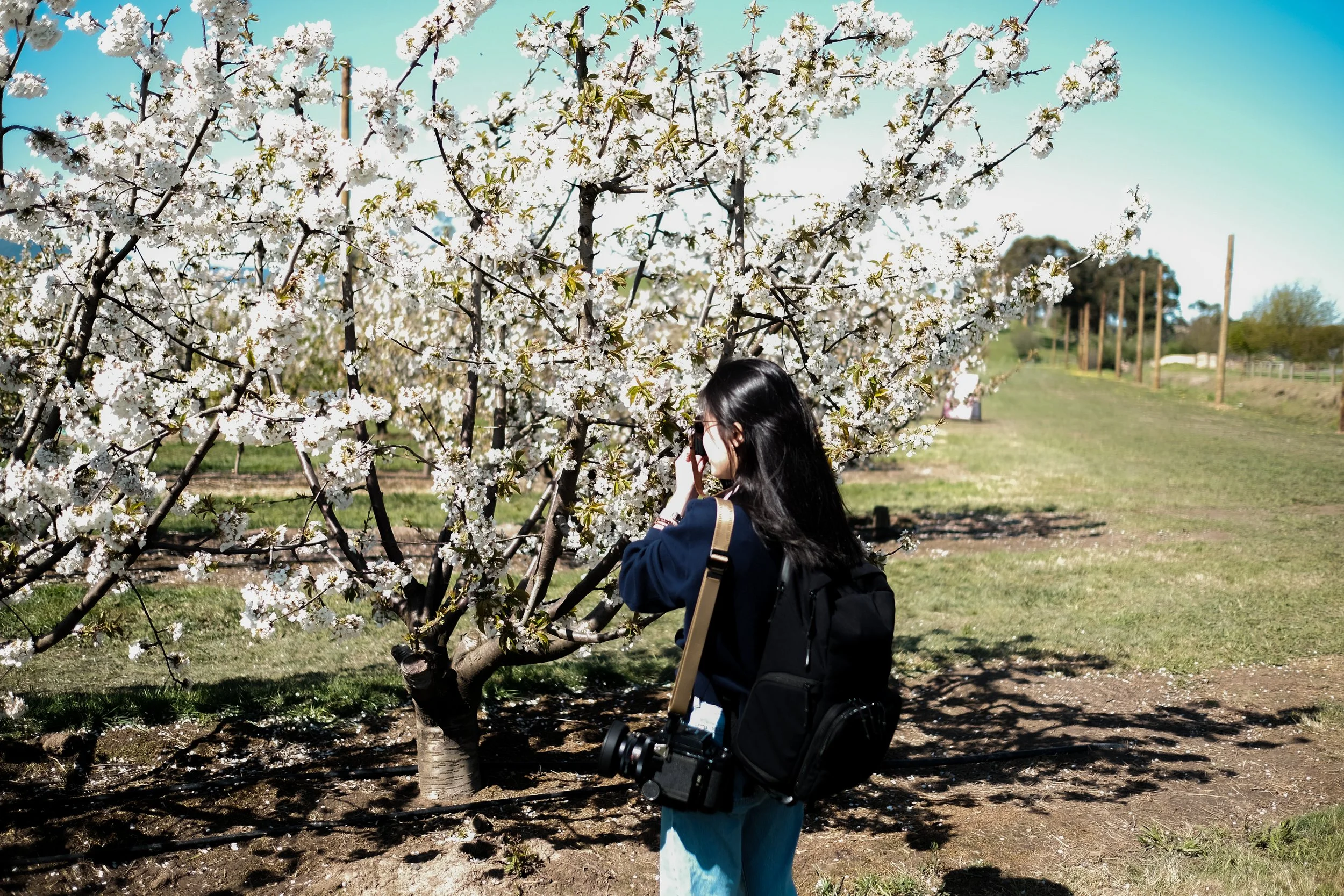 Cherry Hill Sakuras-23.jpg