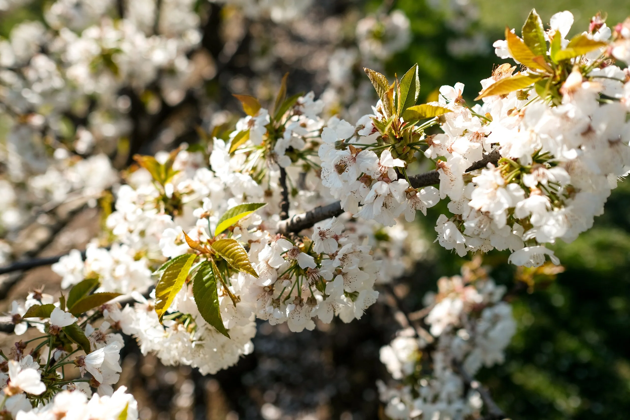 Cherry Hill Sakuras-52.jpg