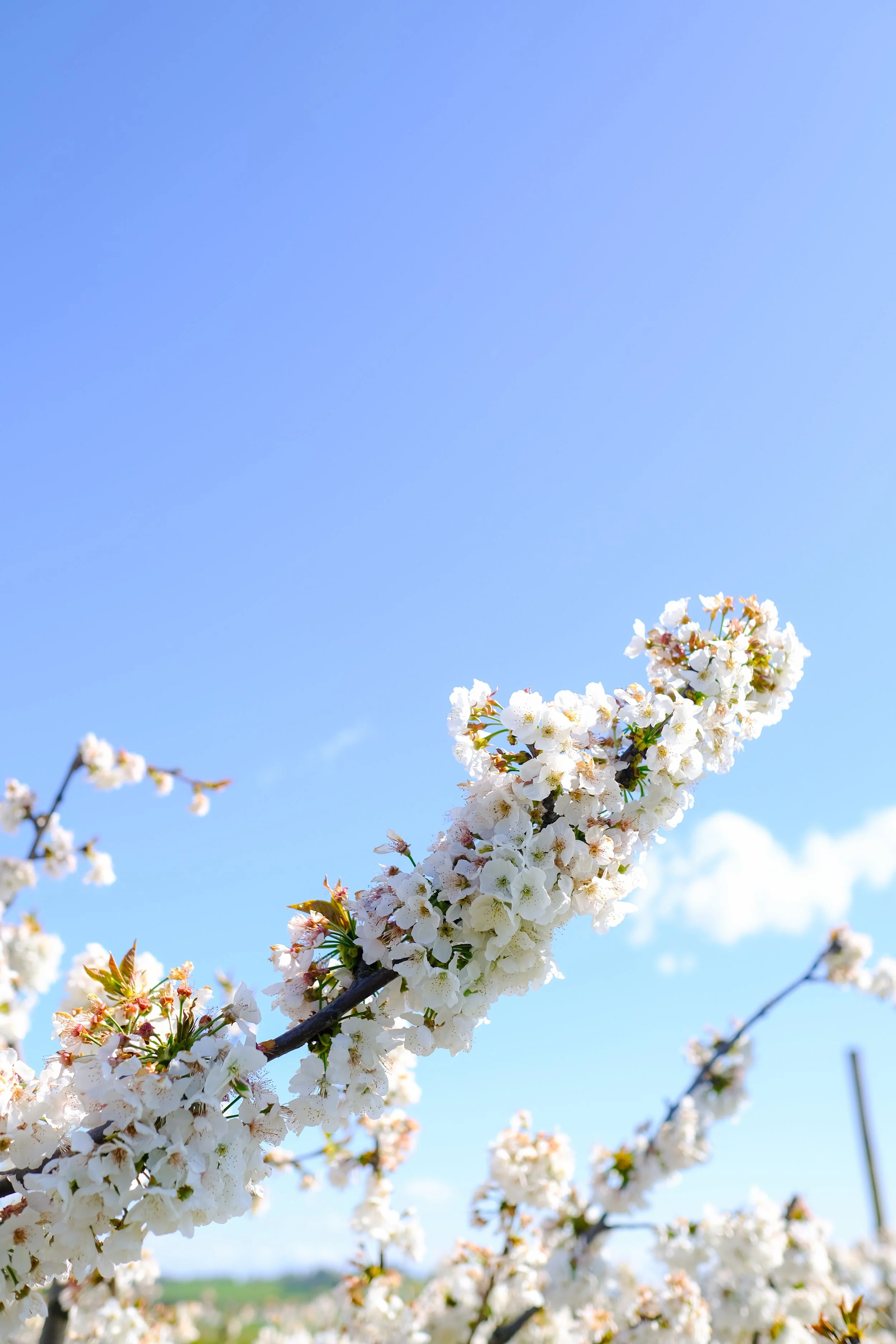 Cherry Hill Sakuras-63.jpg