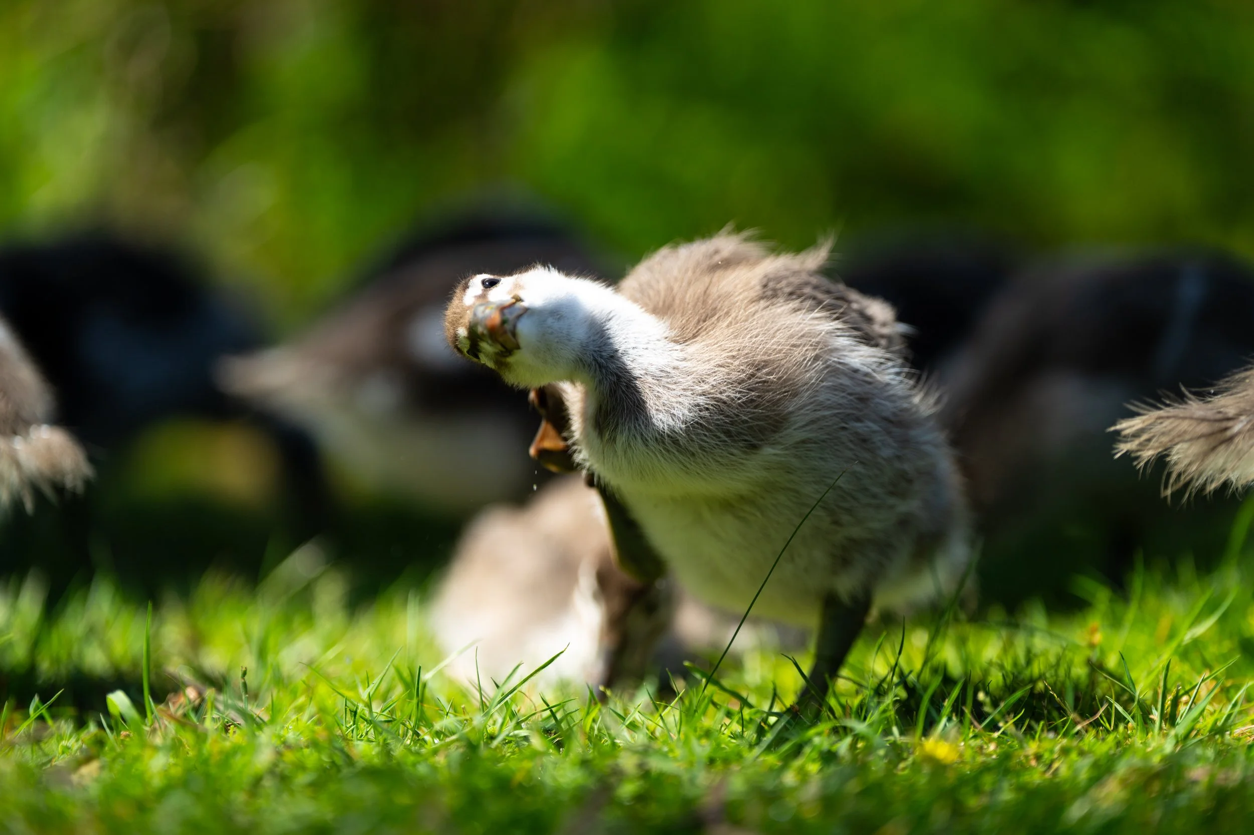 Grampians 2024-39.jpg