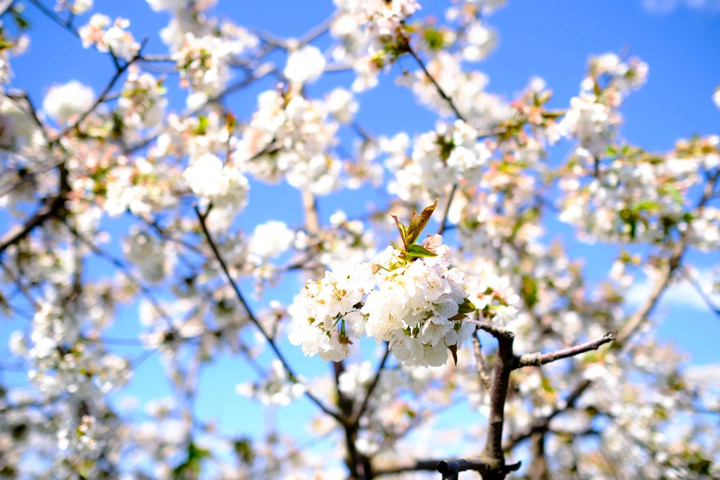 Cherry Hill Sakuras-35.jpg