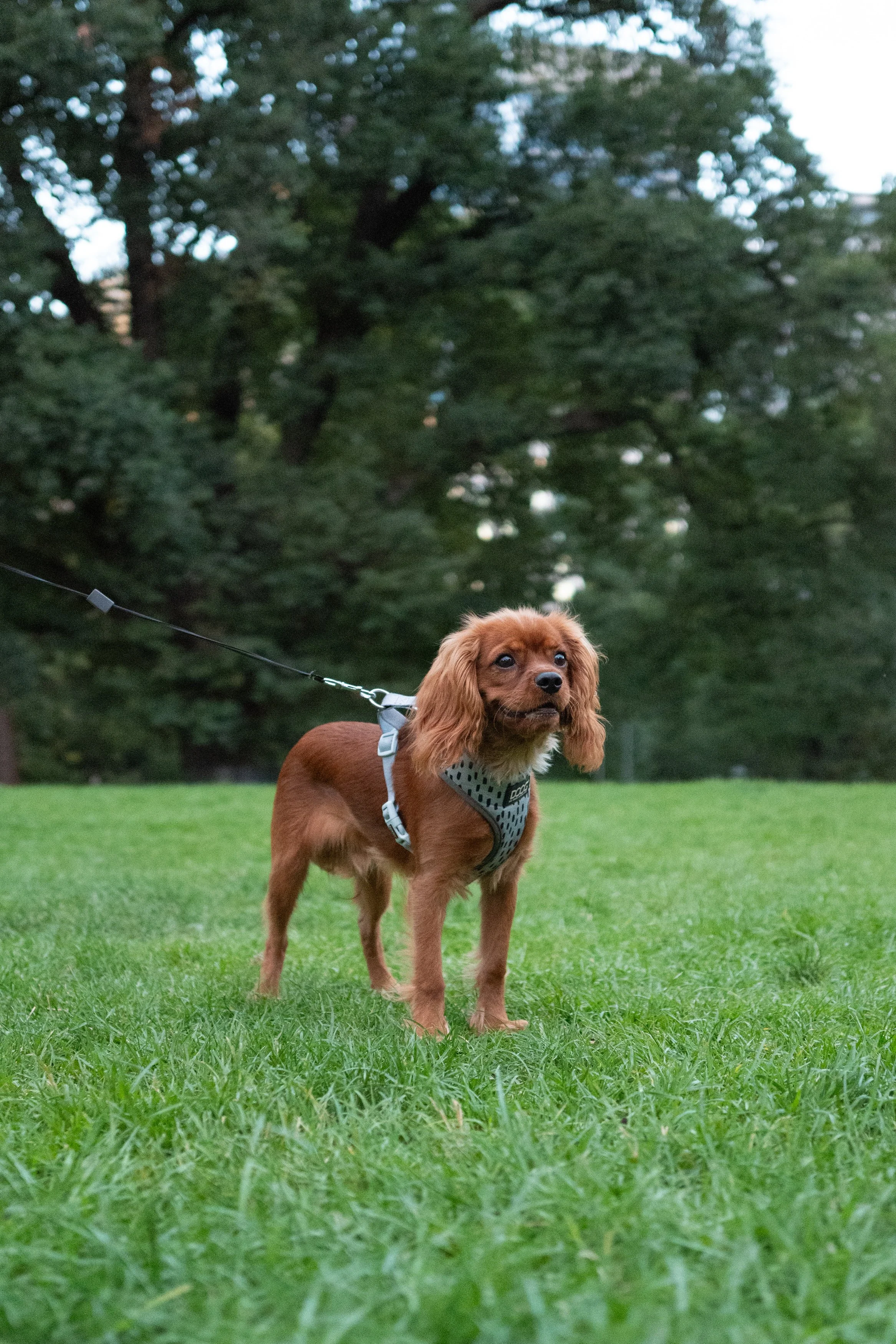Flagstaff Gardens' Dogs