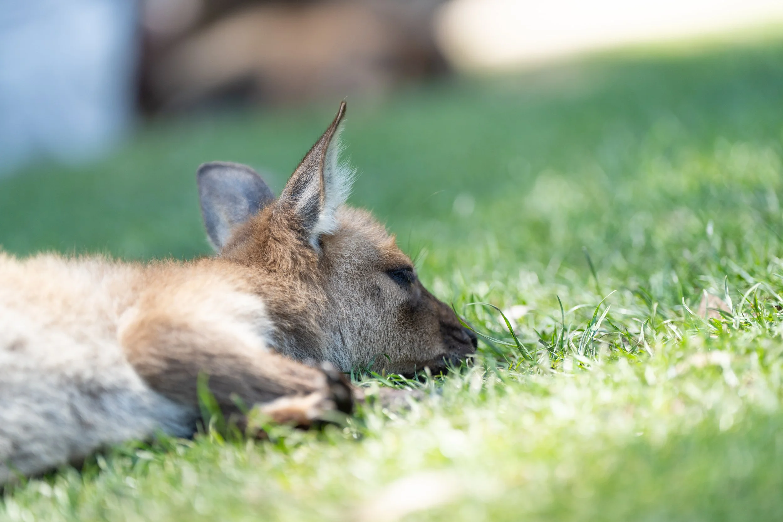 Grampians 2024-9.jpg