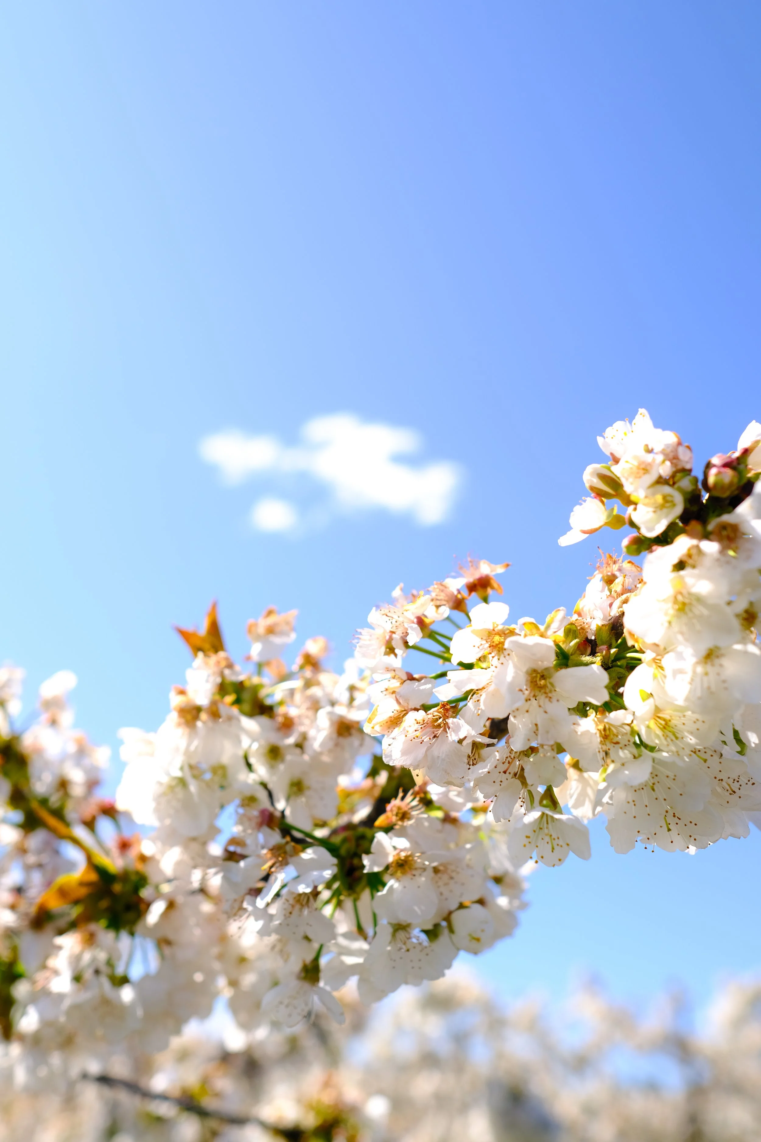 Cherry Hill Sakuras-29.jpg