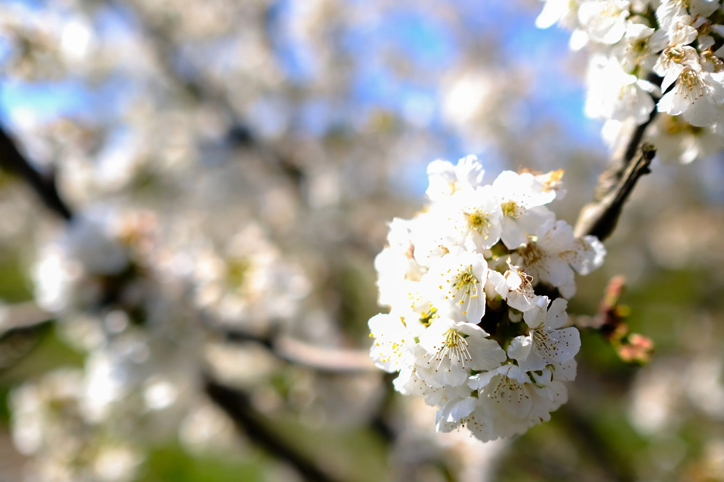 Cherry Hill Sakuras-26.jpg