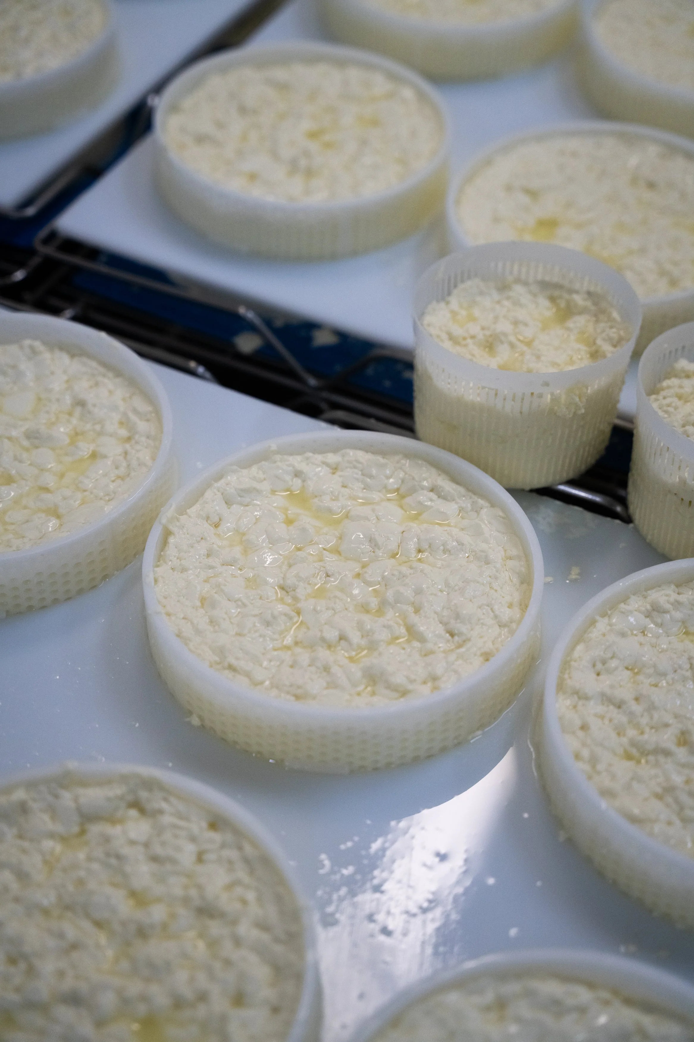 Maffra Cheese co-57.jpg