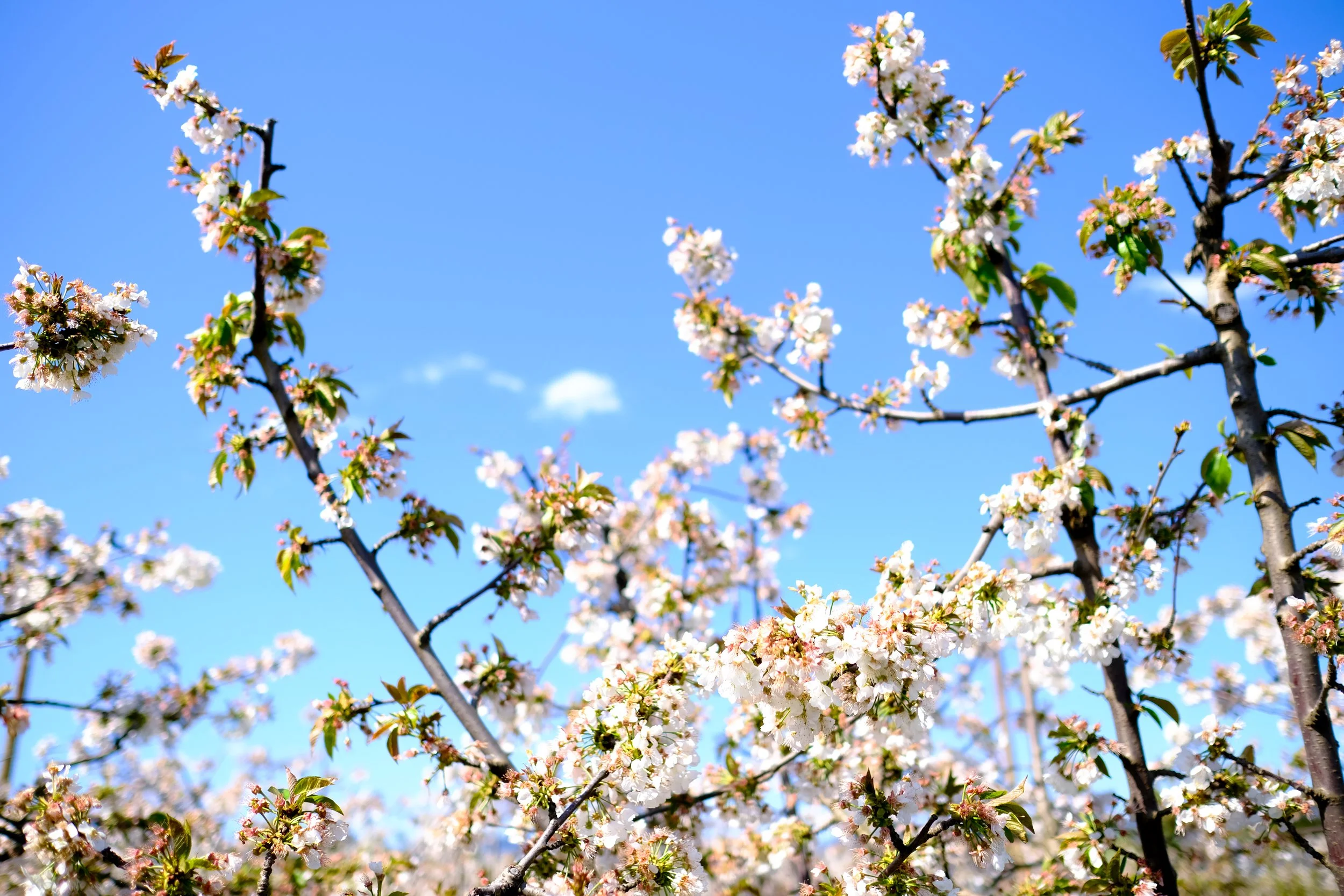 Cherry Hill Sakuras-34.jpg