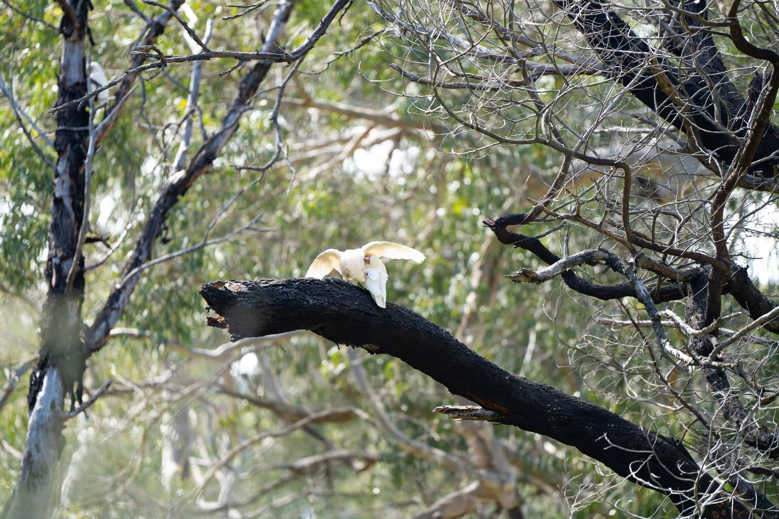 Grampians 2024-36.jpg