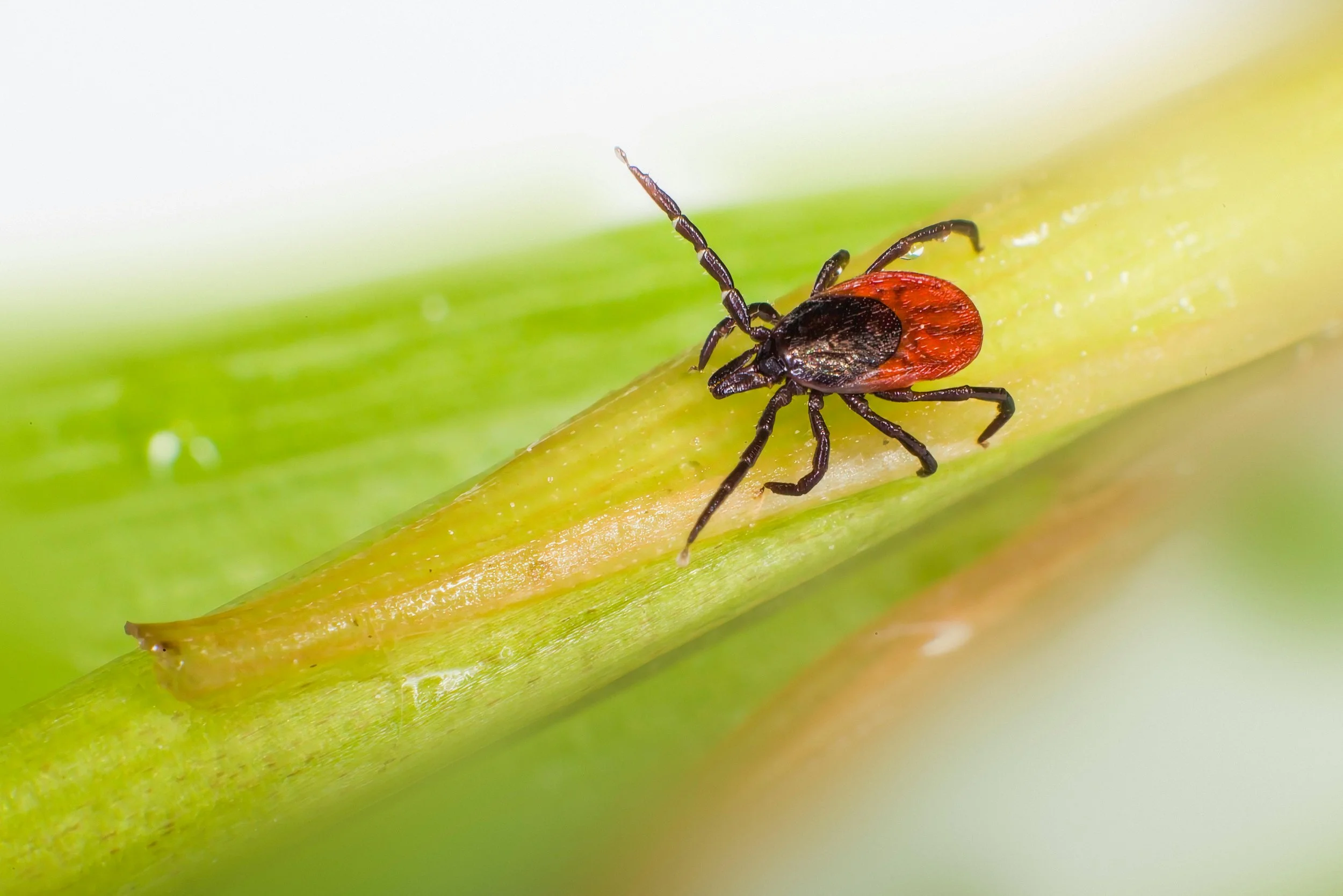 Lyme Disease in Massachusetts: What North Shore Residents Must Know