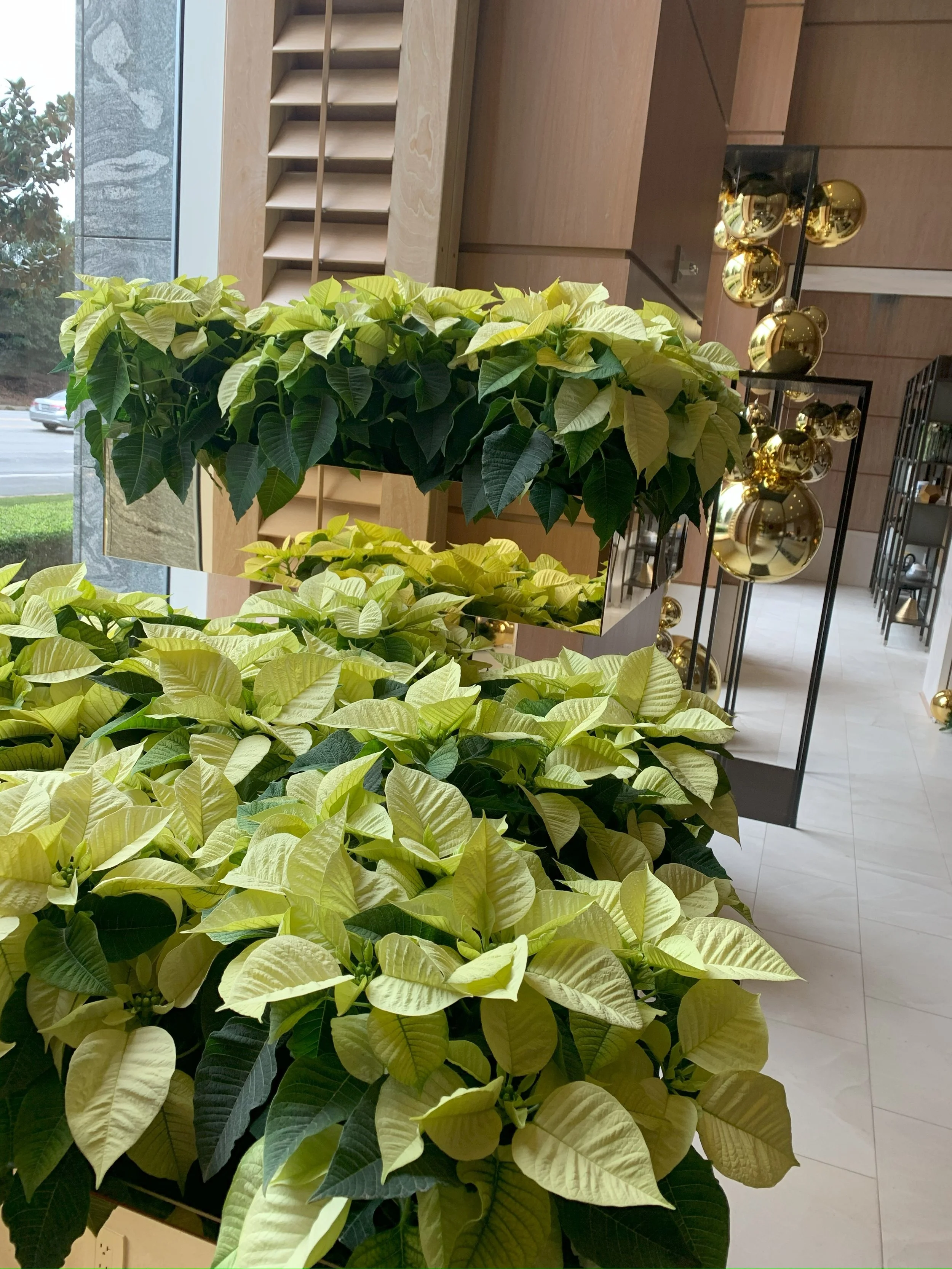 IMG_5712jpeg (1).jpeg