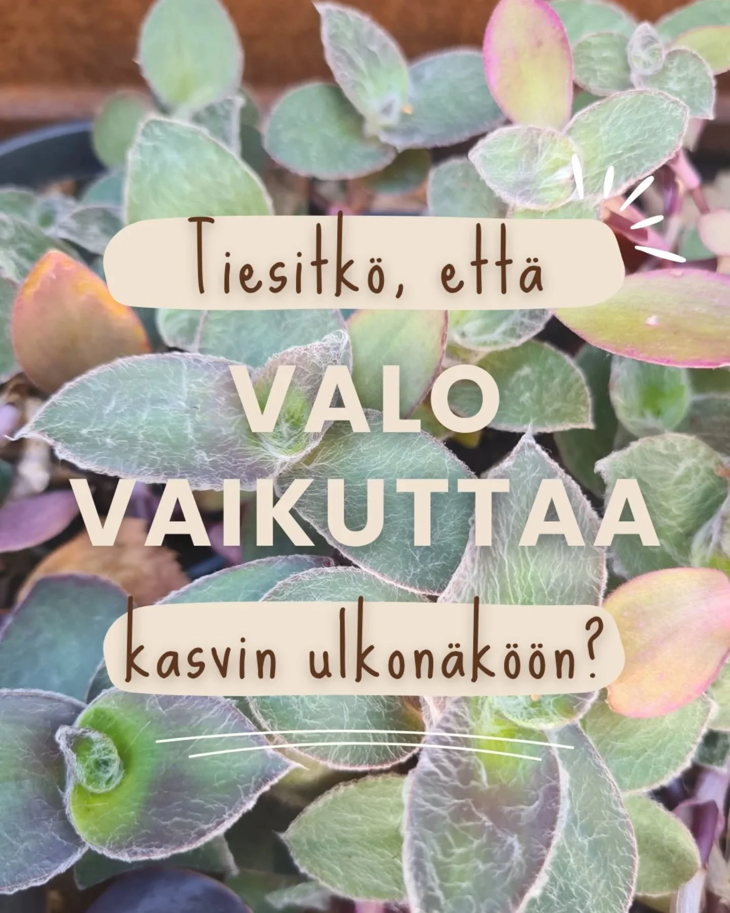 Kasvaako kodissasi kalpea ja rimpula huonekasvi?

Vika ei ole taidoissasi, vaan kasvi sinnittele sen valon voimalla, joka on saatavilla. 

Kasvit pyrkiv&auml;t aina valoa kohti. Siksi pime&auml;ss&auml; kasvava kasvi venytt&auml;&auml; varttaan pitk&