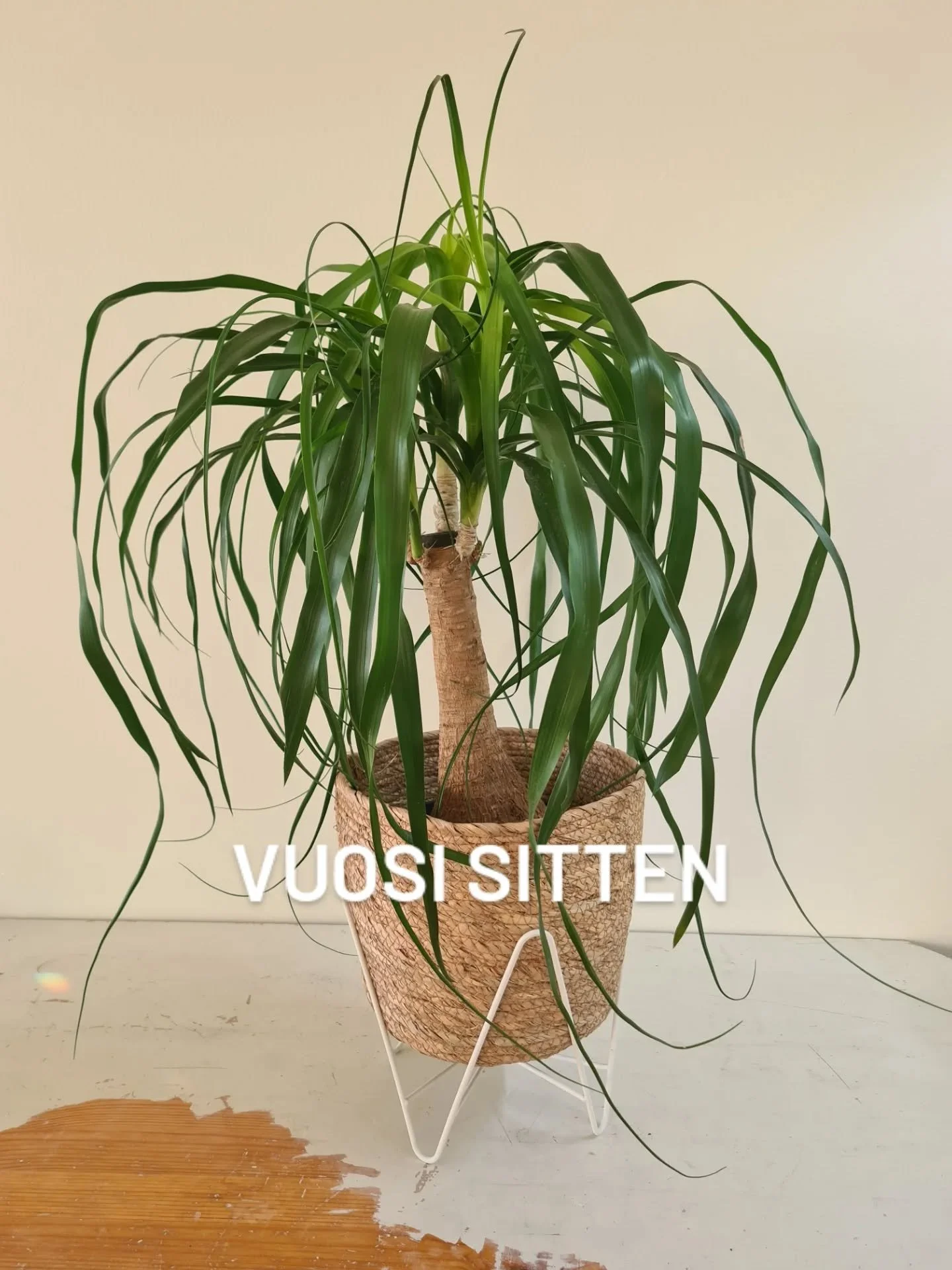 Samaistun
Hyv&auml;&auml; kasvukautta 2026!

💚 t. Ulla