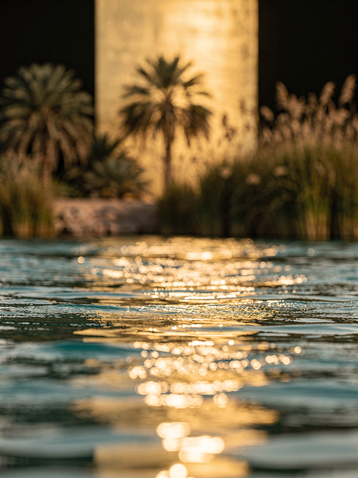Water with reflections, blurred background of palm trees and a tower at sunset.