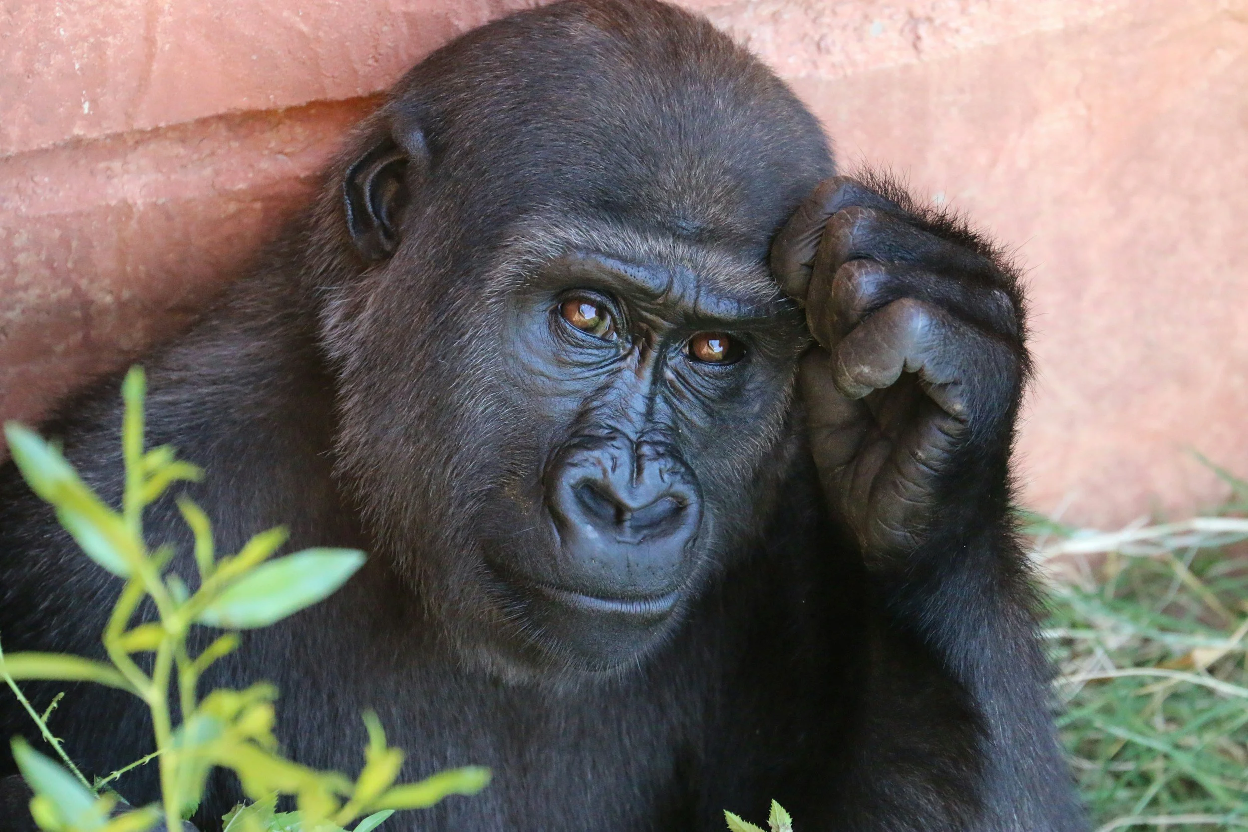 Monkey Business