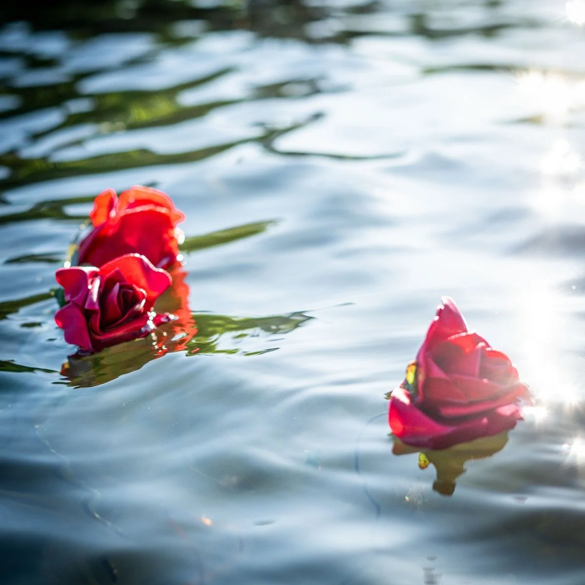 Anastasia Hellqvist - The Red Roses