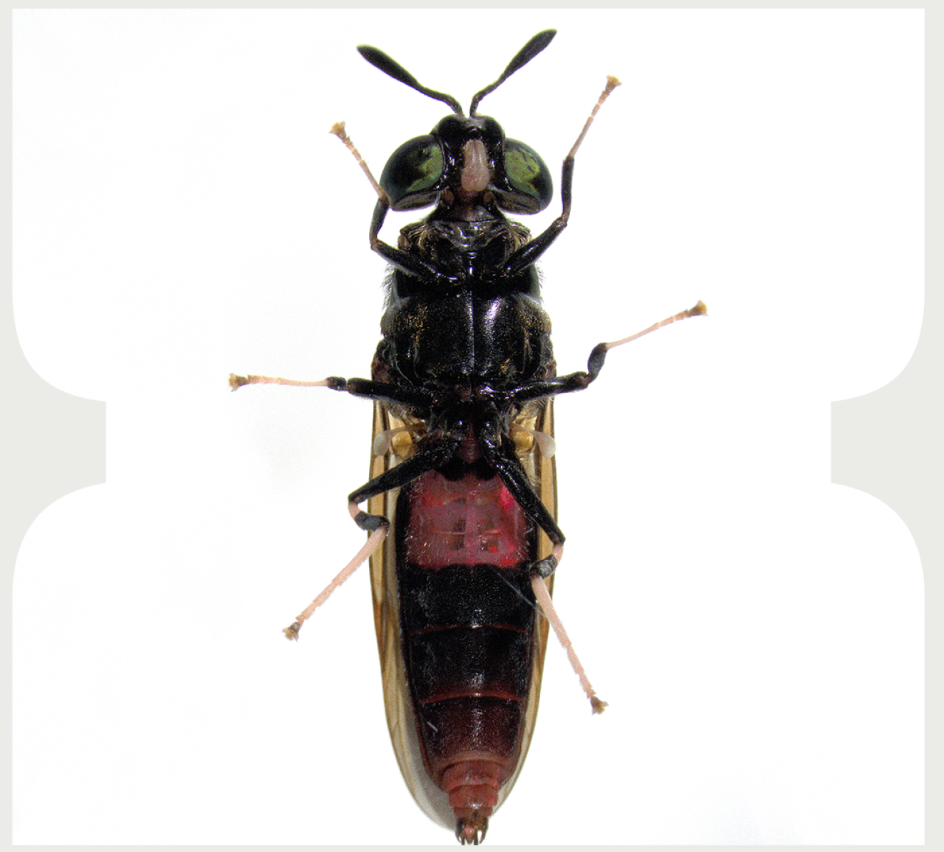 Intozi Insect EntoZyme