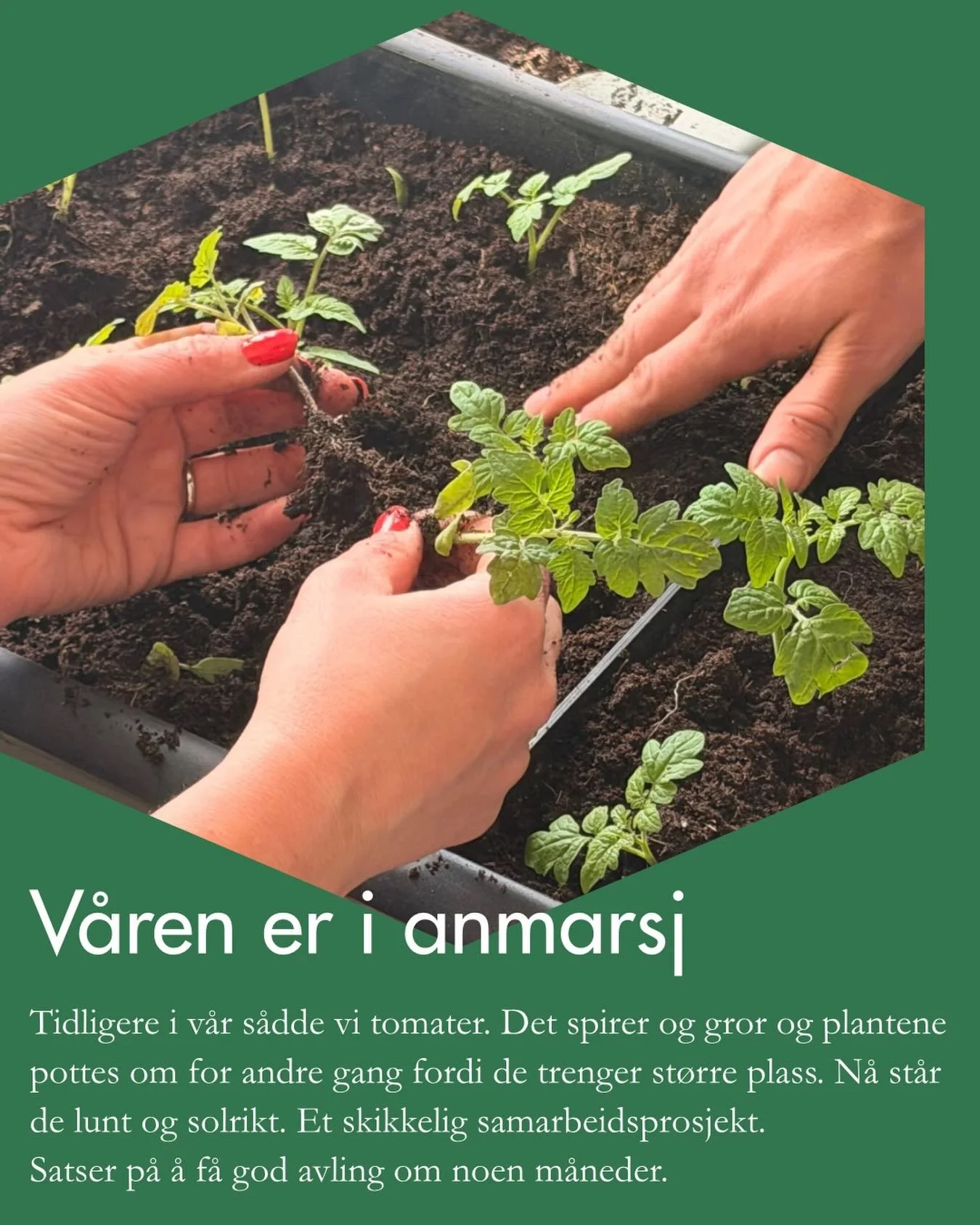 Vi &oslash;ver p&aring; &aring; f&aring; &laquo;gr&oslash;nne fingre&raquo; gjennom v&aring;rt lille samarbeidsprosjekt. 

Det startet med at vi s&aring;dde fr&oslash; i v&aring;r aukmini som vi var s&aring; heldige &aring; f&aring; i gave fra @auk. 