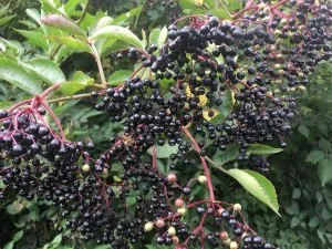 Elder Berries.jpeg