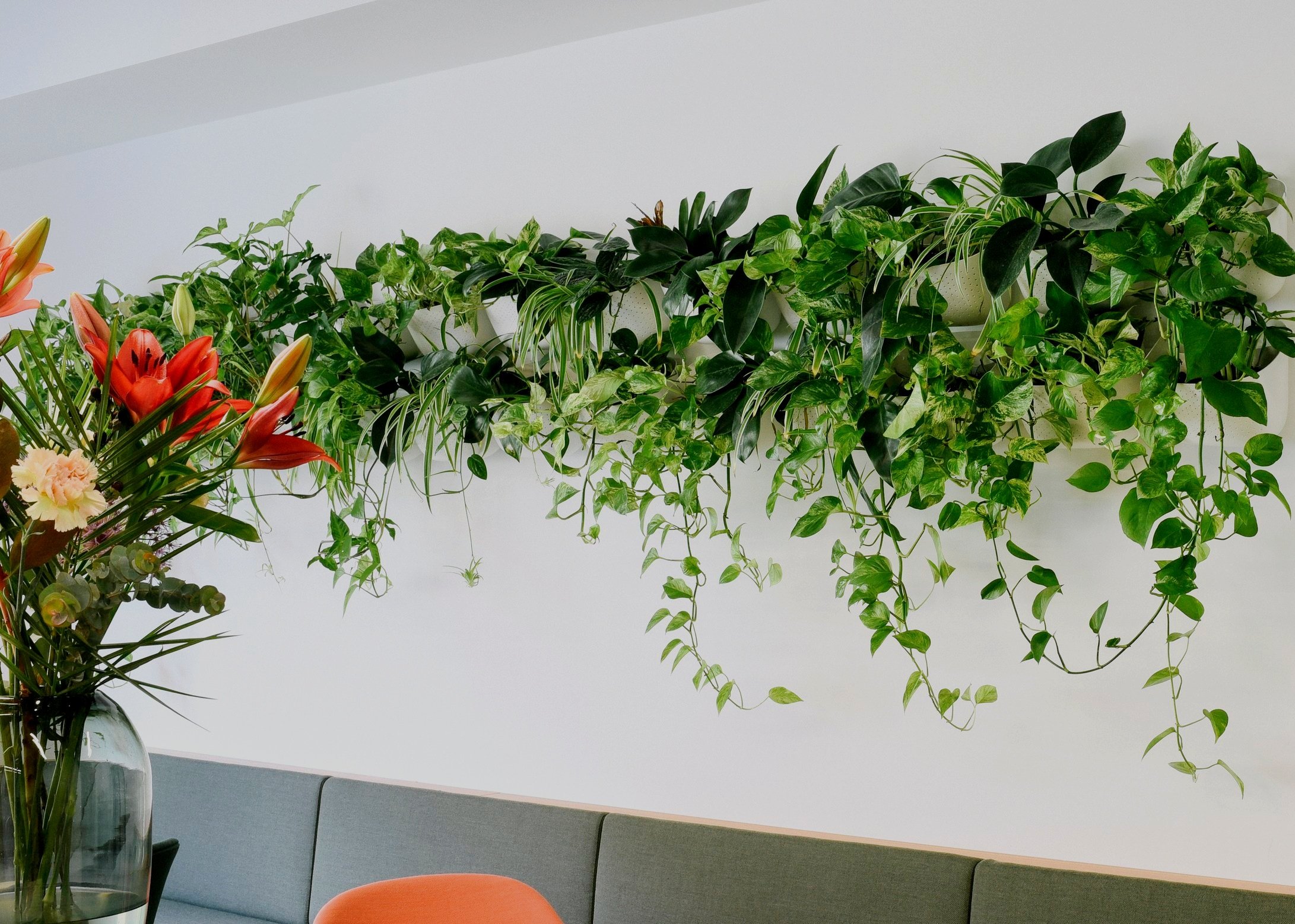 Von Plant Circle entworfene und installierte grüne Wand im Empfangsbereich eines Firmengebäudes.