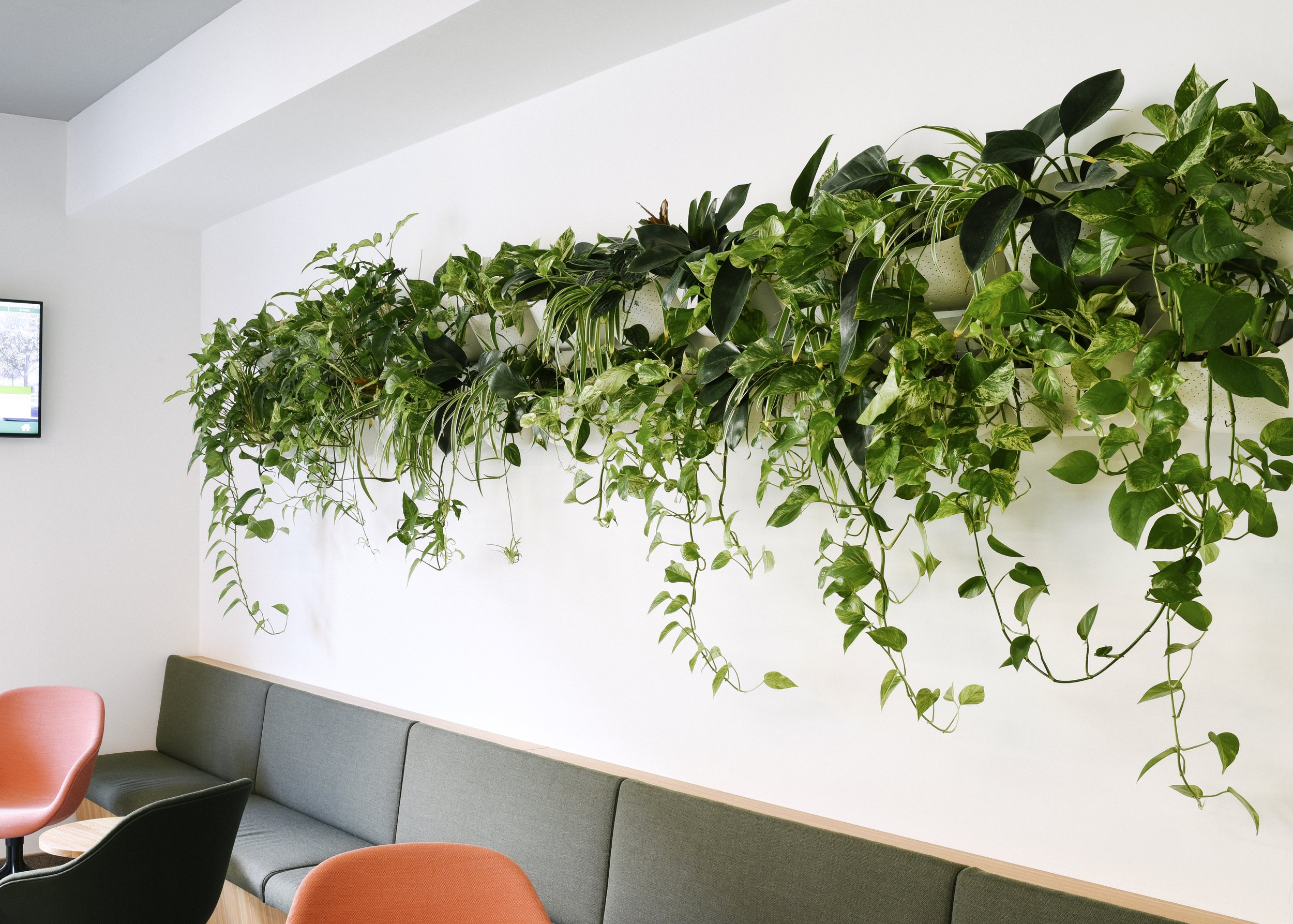 Innenraum mit einer weißen Wand, die mit einem langen, üppigen grünen Pflanzenarrangement in Töpfen geschmückt ist. Zu den Möbeln gehören graue und orangefarbene Kissen oder Stühle.