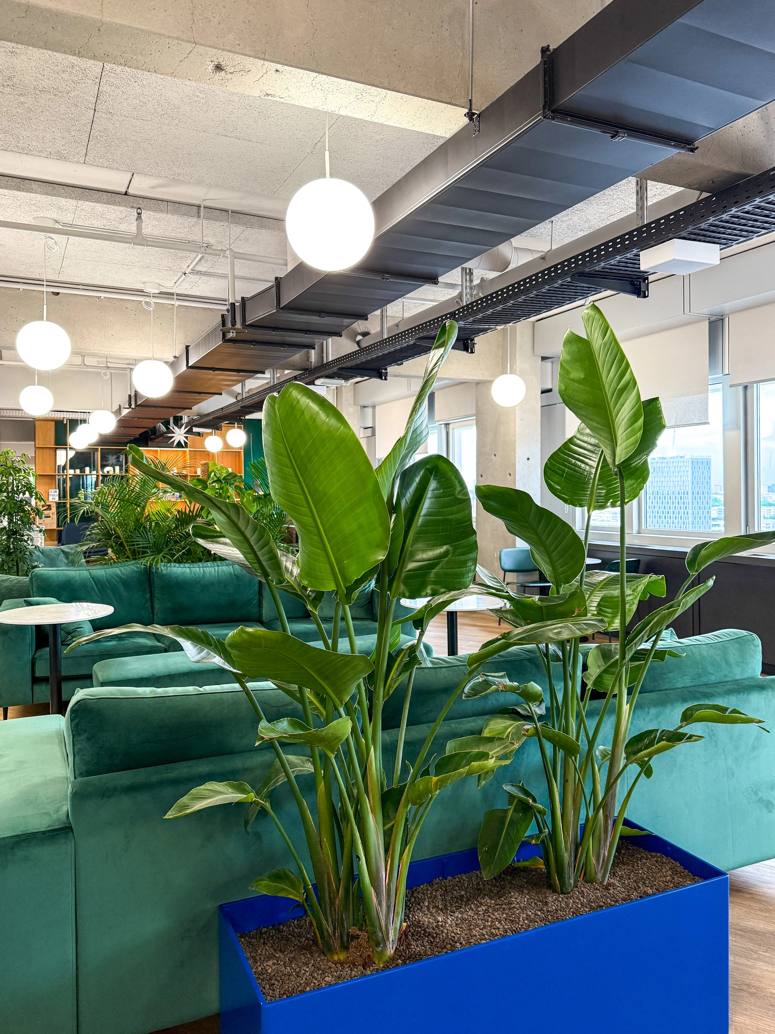 Indoor-Büro-Lounge mit grünem Sofa, großen grünen Blattpflanzen in einem blauen Übertopf und großen Fenstern, die natürliches Licht hereinlassen.