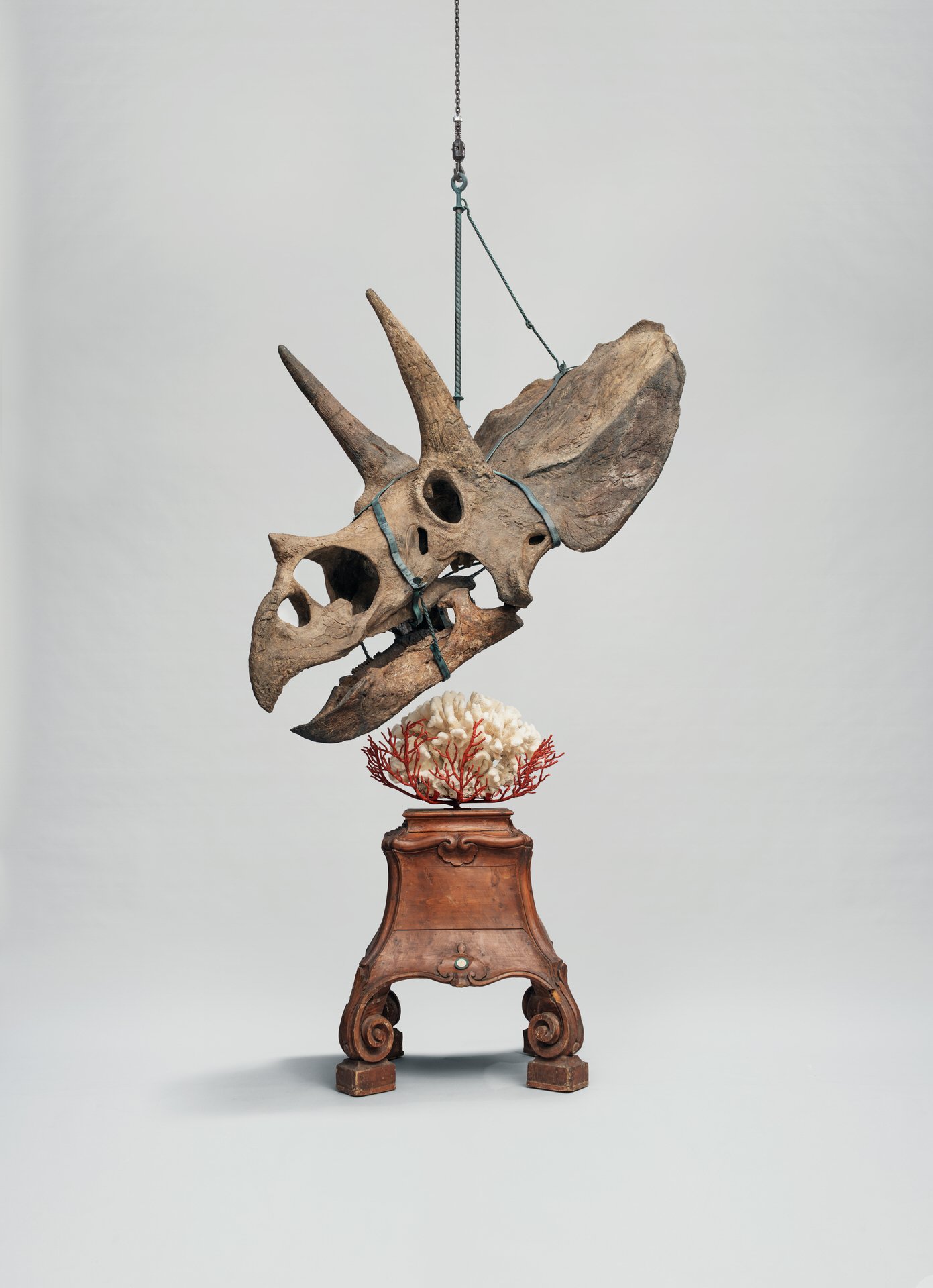 Triceratops skull and coral Photo: © Tim Mintiens