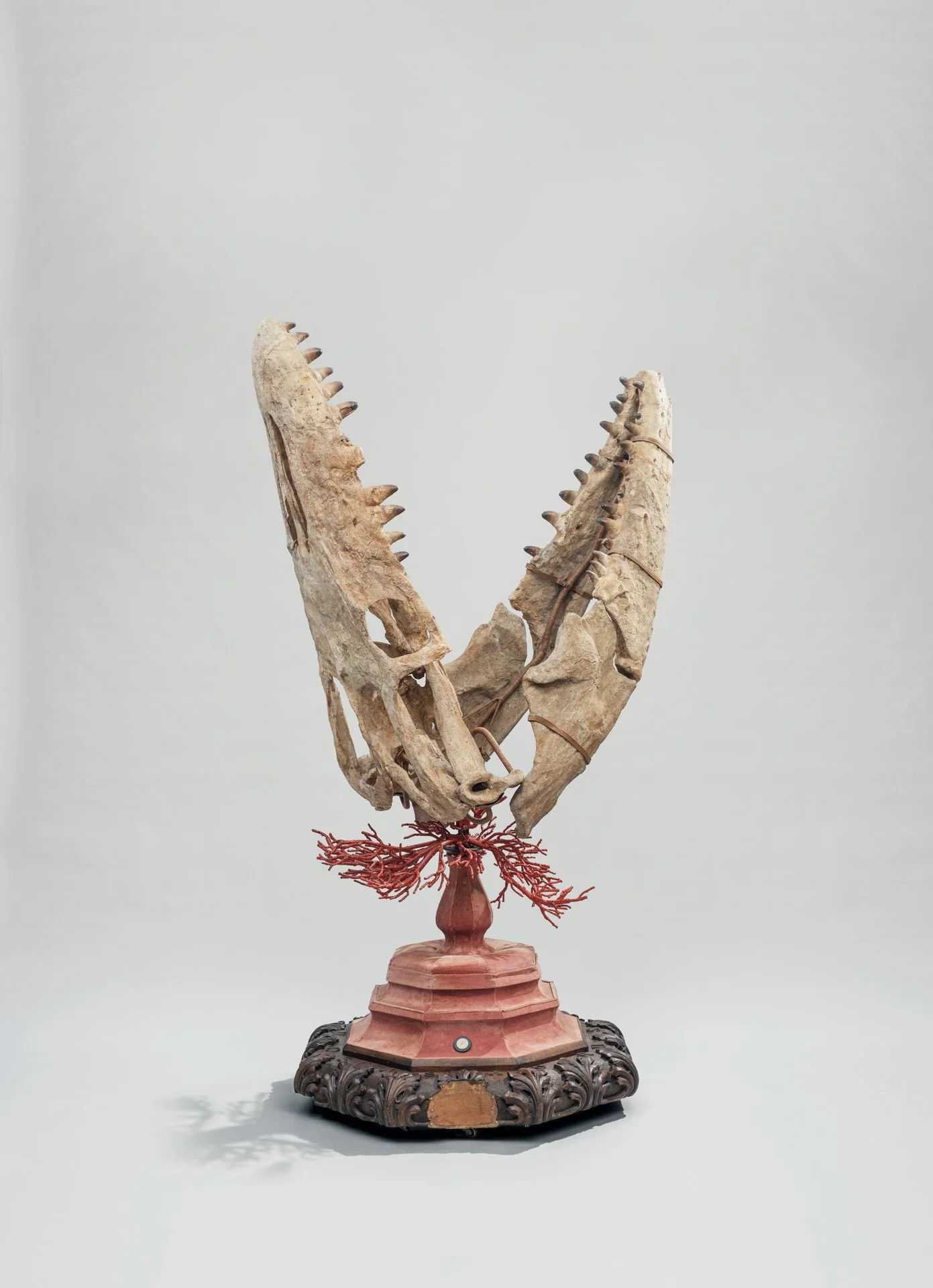 Mosasaurus skull. Photo: © Tim Mintiens