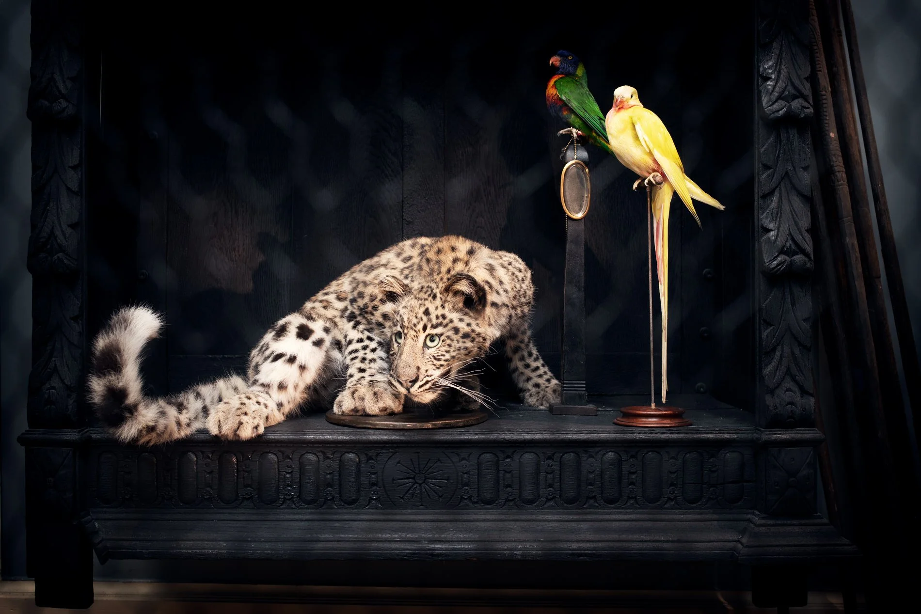 A rare Persian Leopard and two birds. Part of the exhibition in The Salone. Photo: © Tim Mintiens