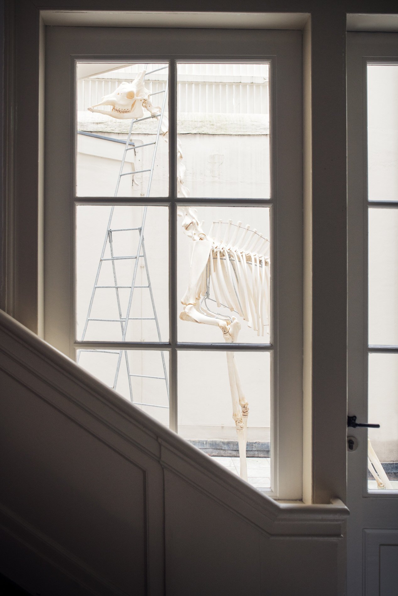 A giraffe skeleton looks ready to be mounted by an extra high ladder in the atrium. Photo: © Tim Mintiens