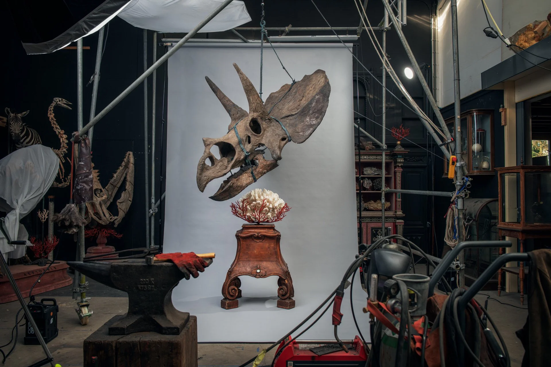 Triceratops head displayed in atelier Darwin, Sinke & van Tongeren. Photo: © Tim Mintiens