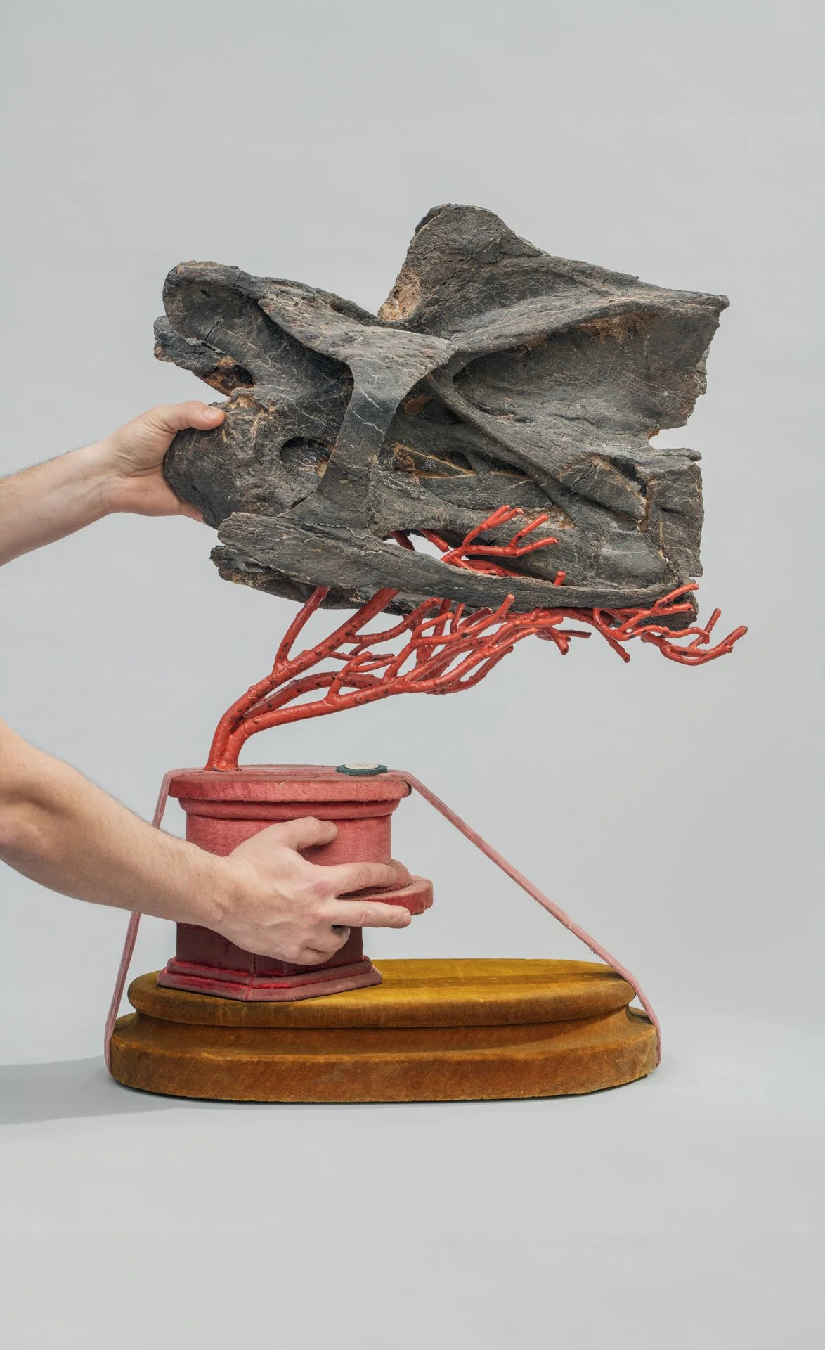 Diplodocus Vertebrae on coral and velvet installation. Photo: © Tim Mintiens