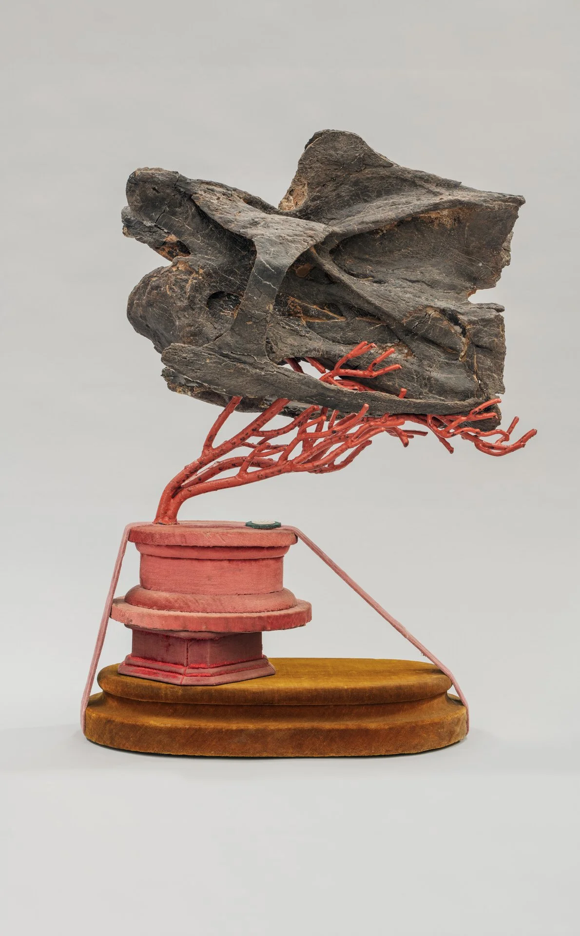 Diplodocus Vertebrae on coral and velvet installation. Photo: © Tim Mintiens