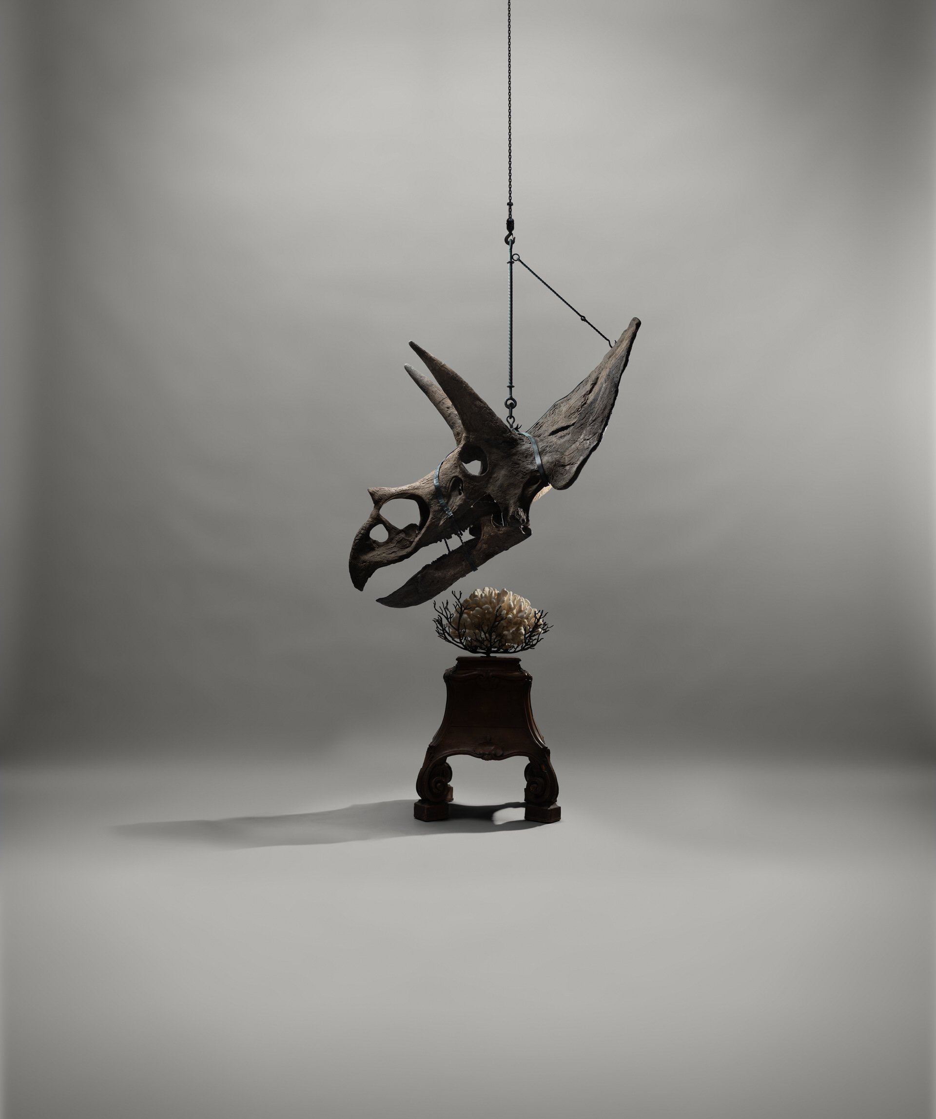 Triceratops skull Photo: © Tim Mintiens